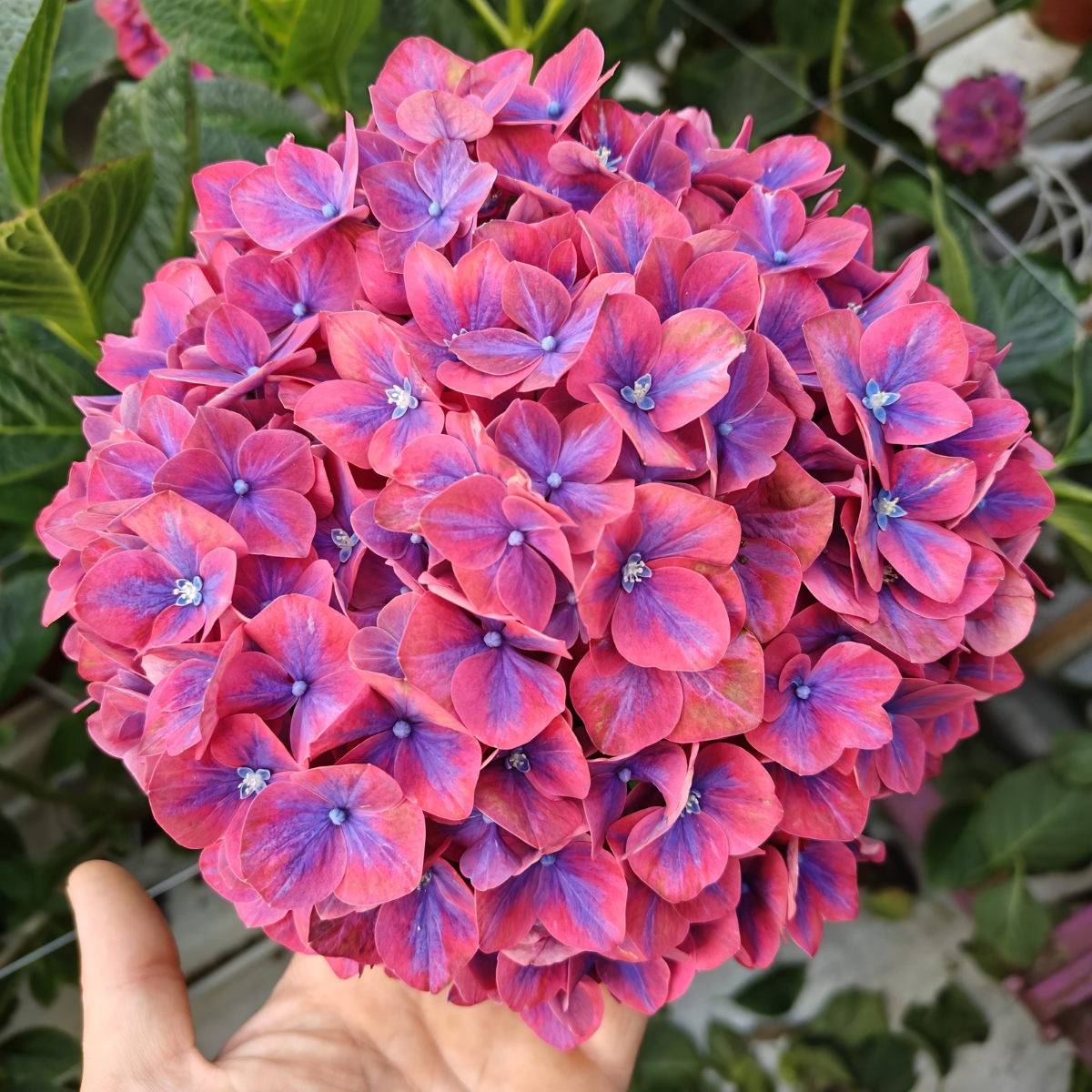 How to Keep Your Bouquet Fresh in Summer Heat ☀️