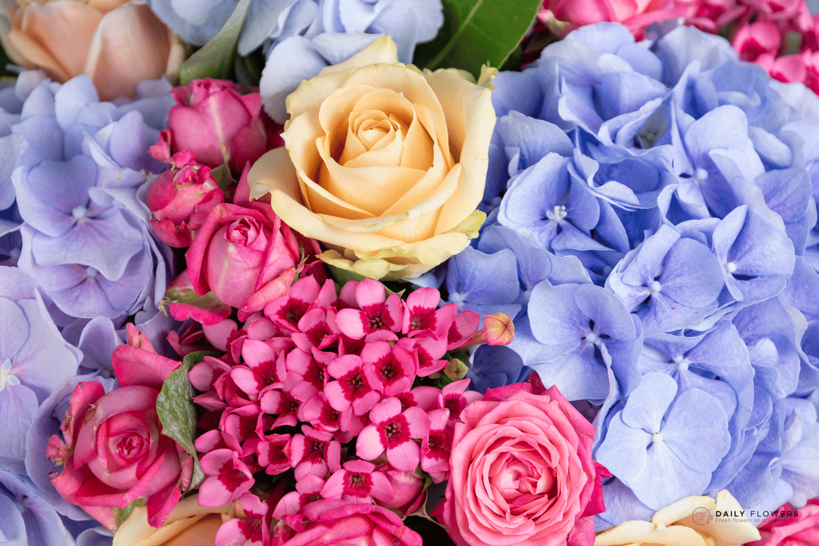 colored roses
