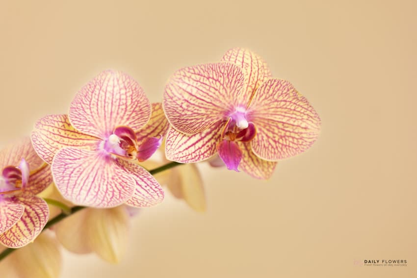 Phalaenopsis orchid