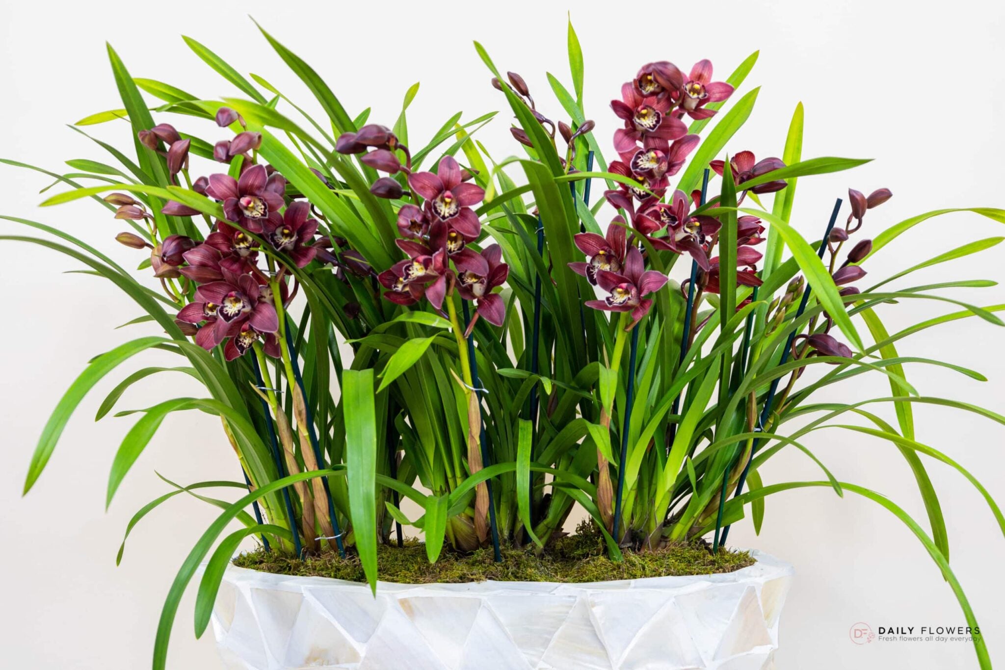 Red Cymbidium orchid arrangement