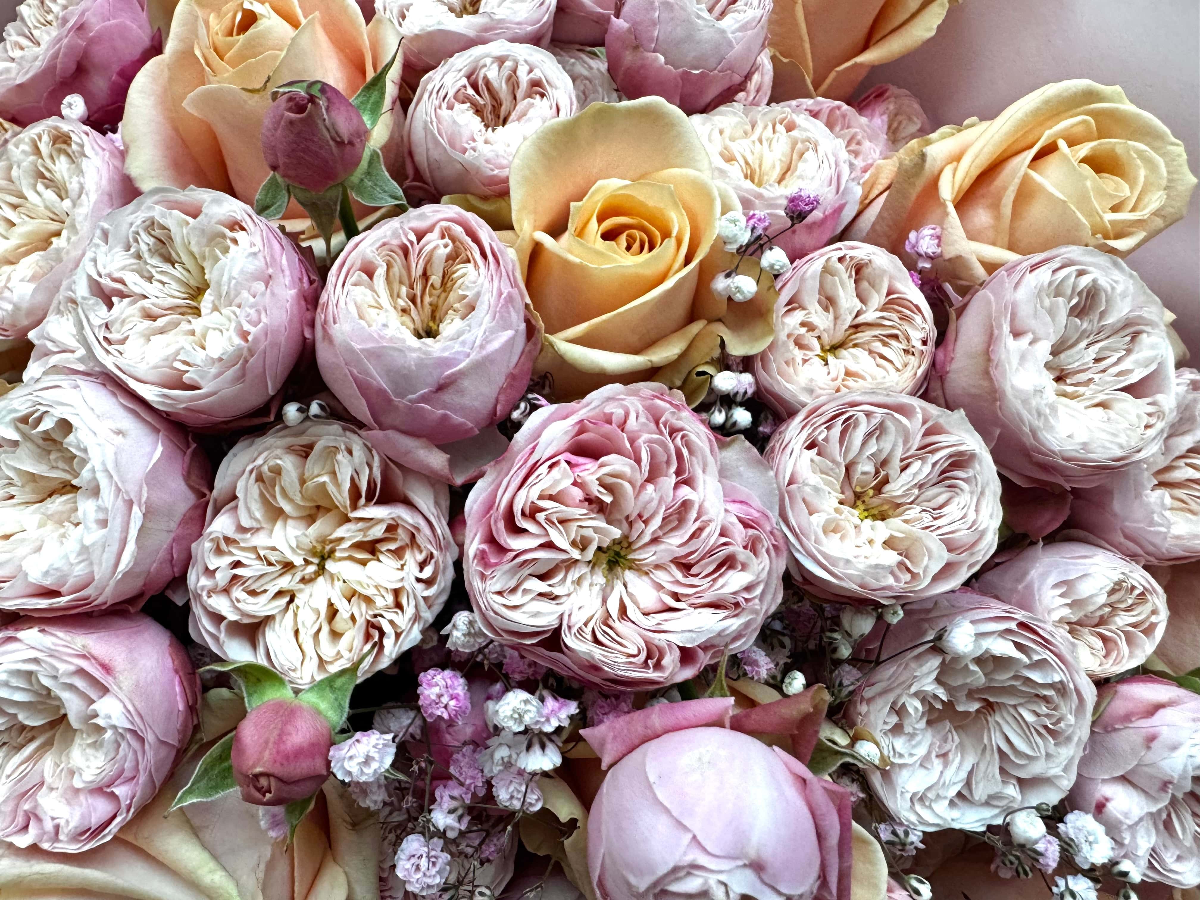 Champagne Whisper - TikTok Favorieten