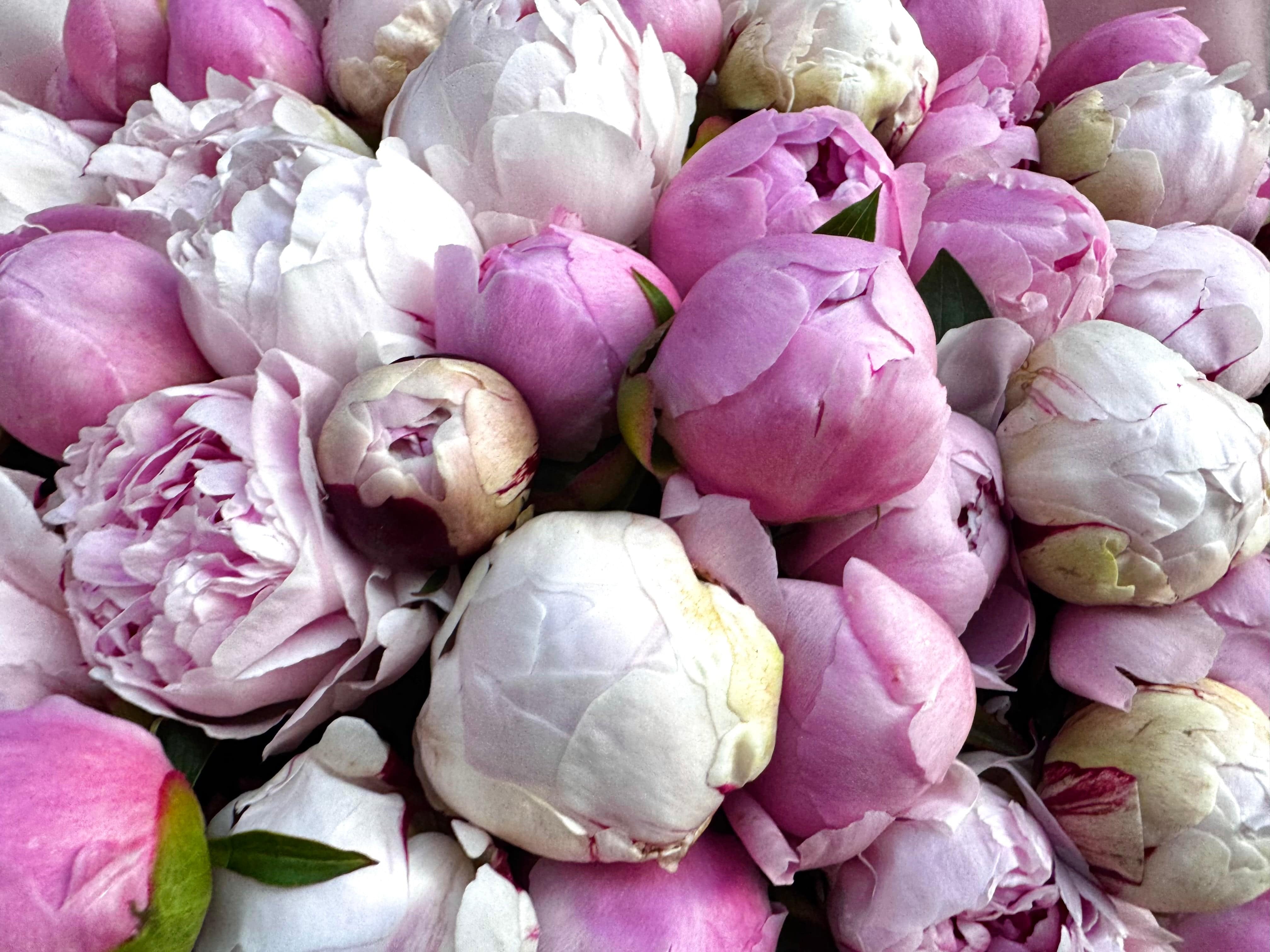 Big Pink Peony Melange - TikTok Favorites