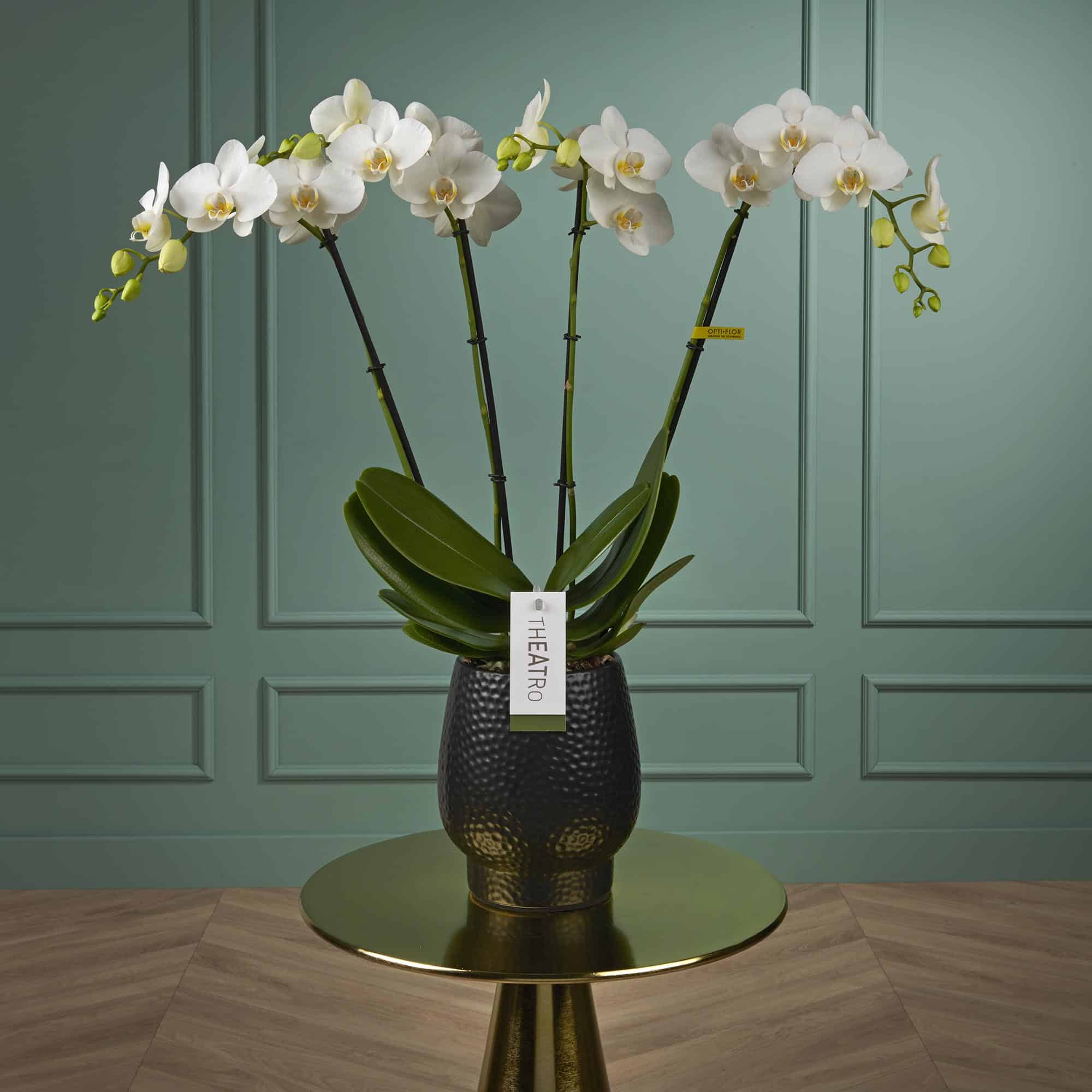 Witte Orchidee - Theatro Jazz