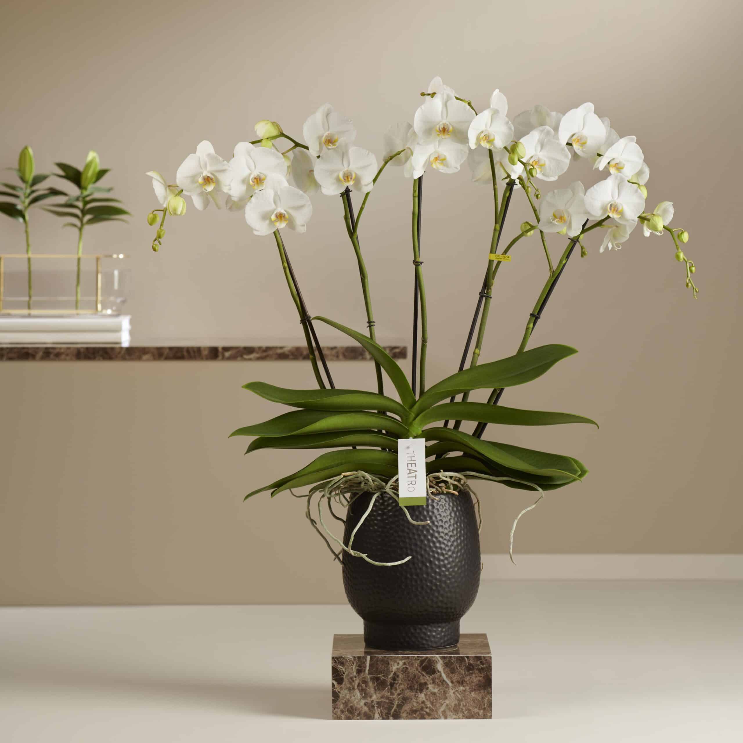 White Orchid - Theatro