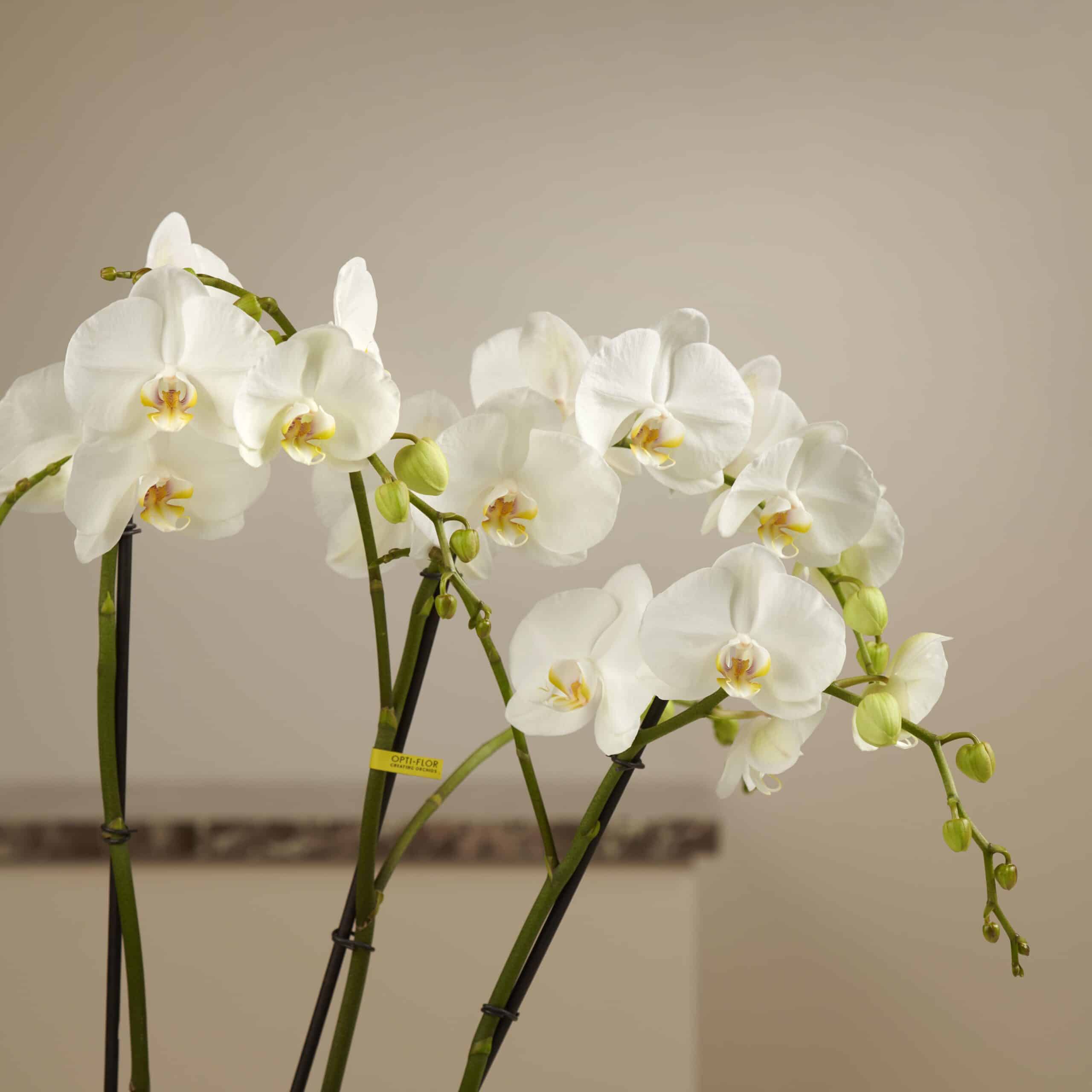White Orchid - Theatro