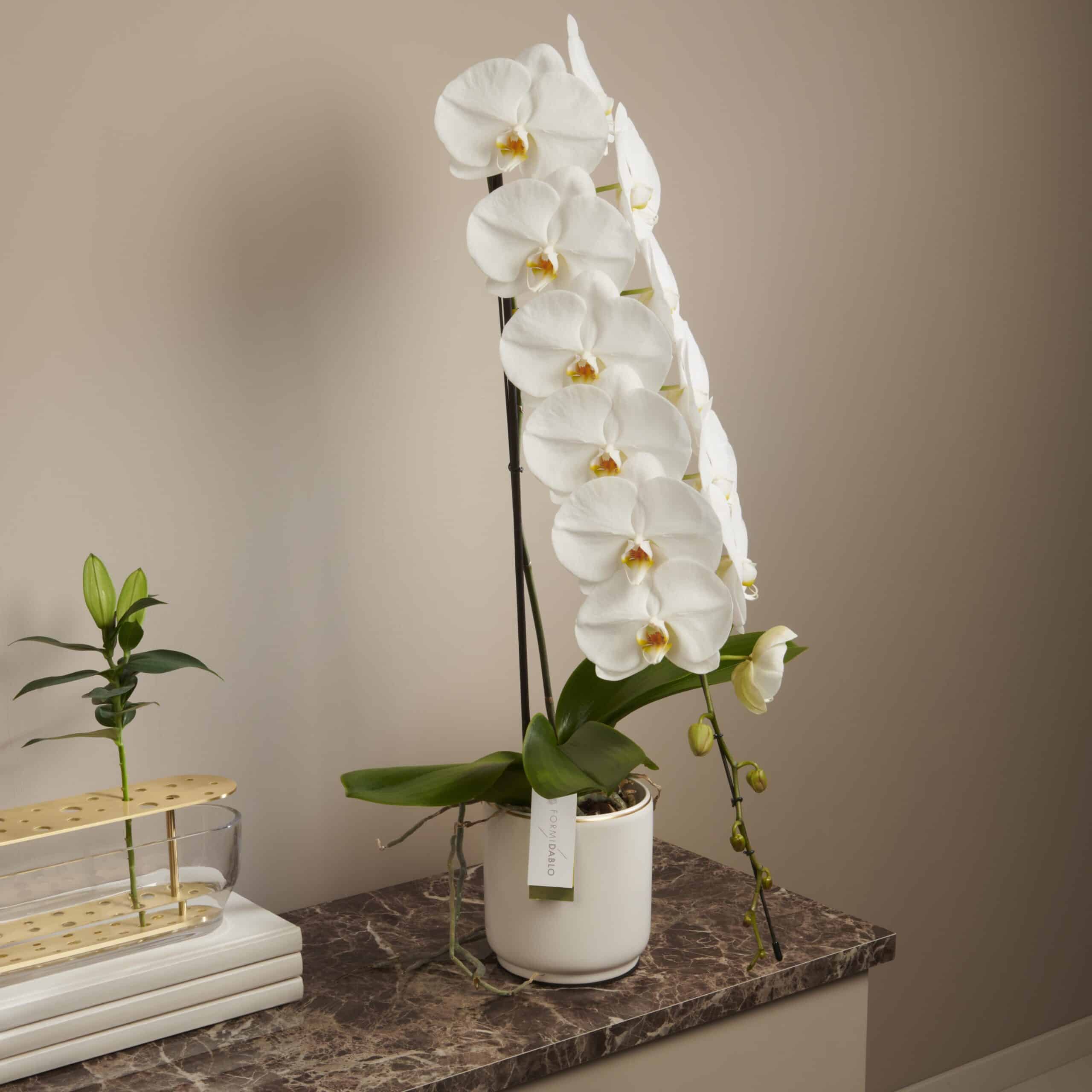 White Orchid - Formidablo