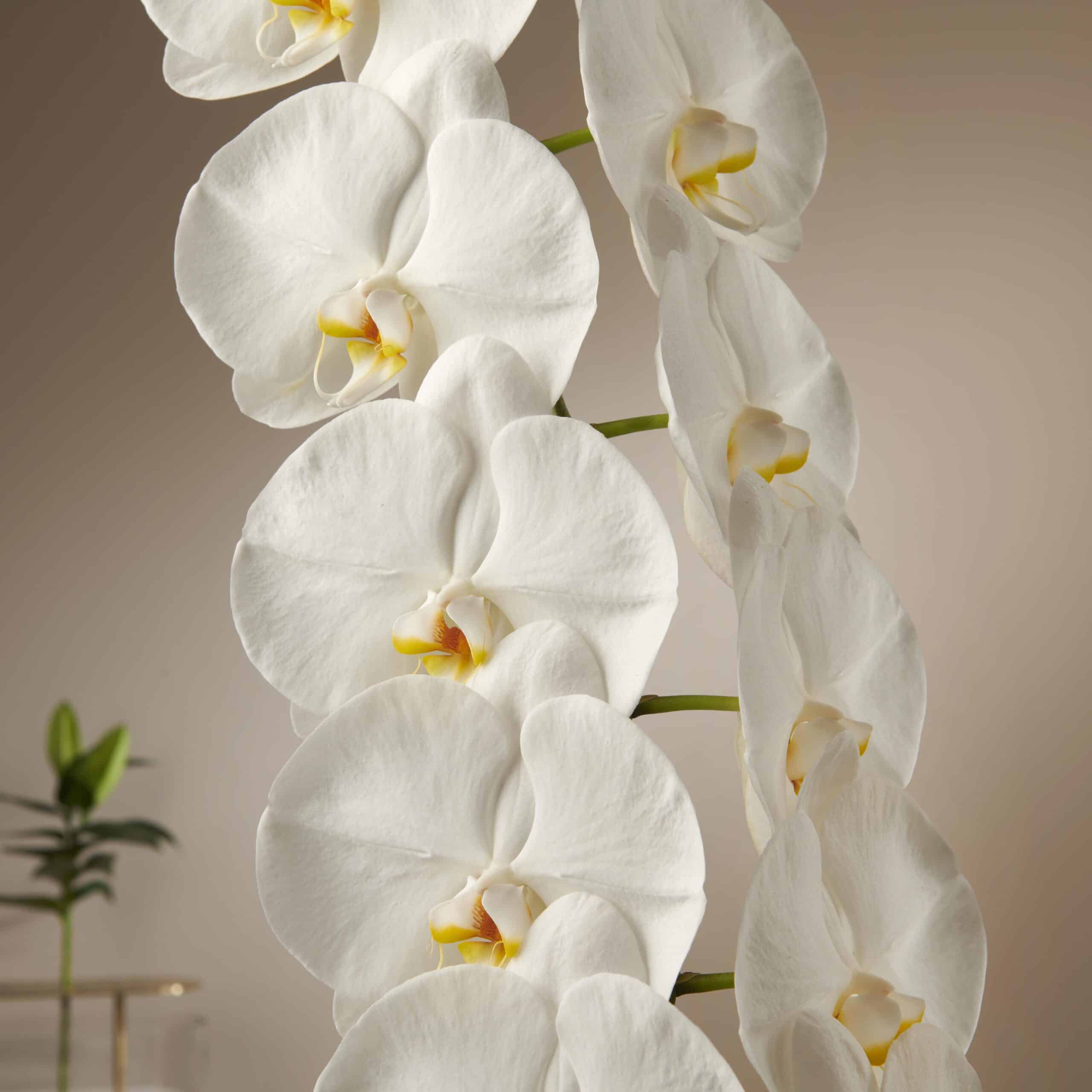 White Orchid - Formidablo