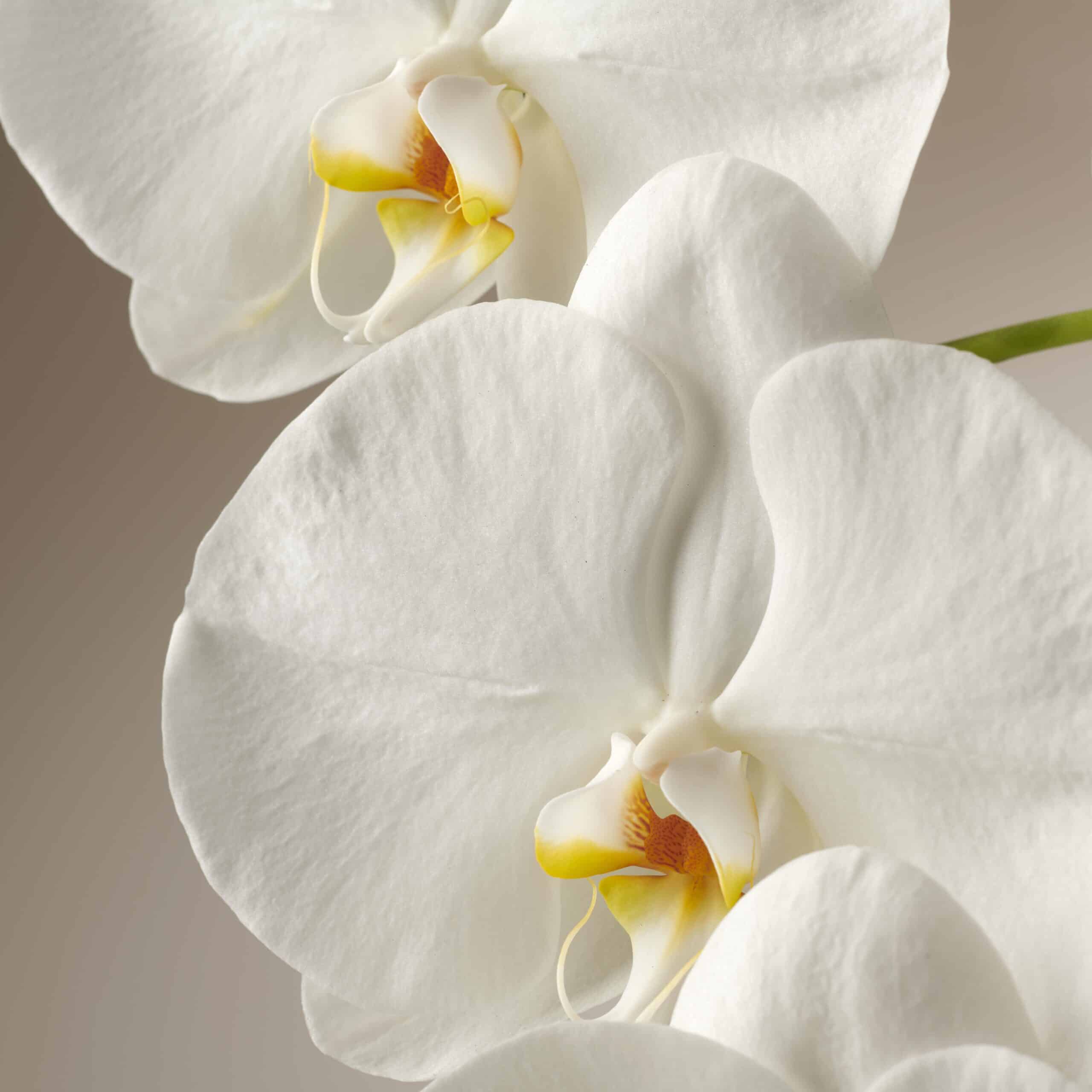 White Orchid - Formidablo