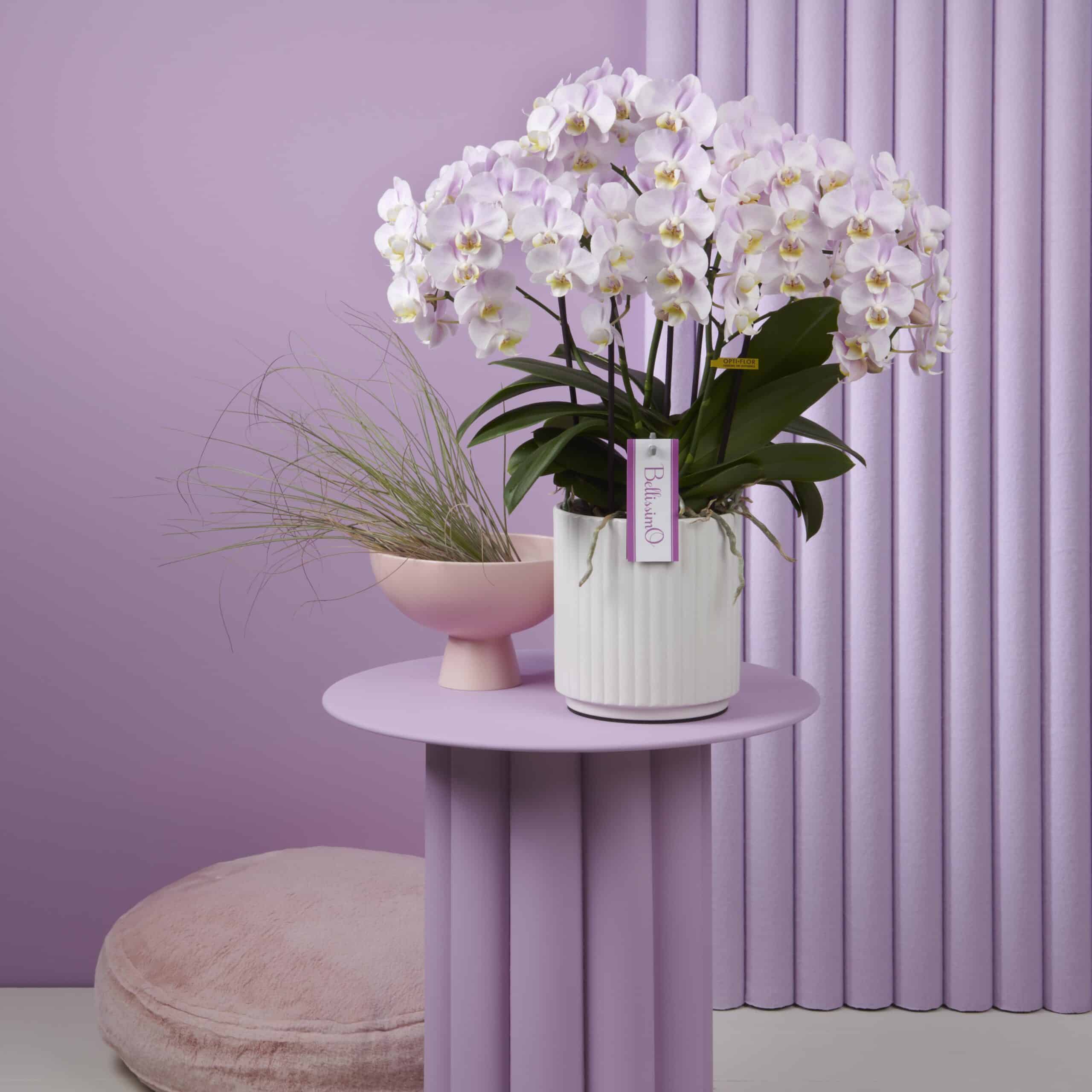 Gekleurde Orchidee - Bellissimo Angelo