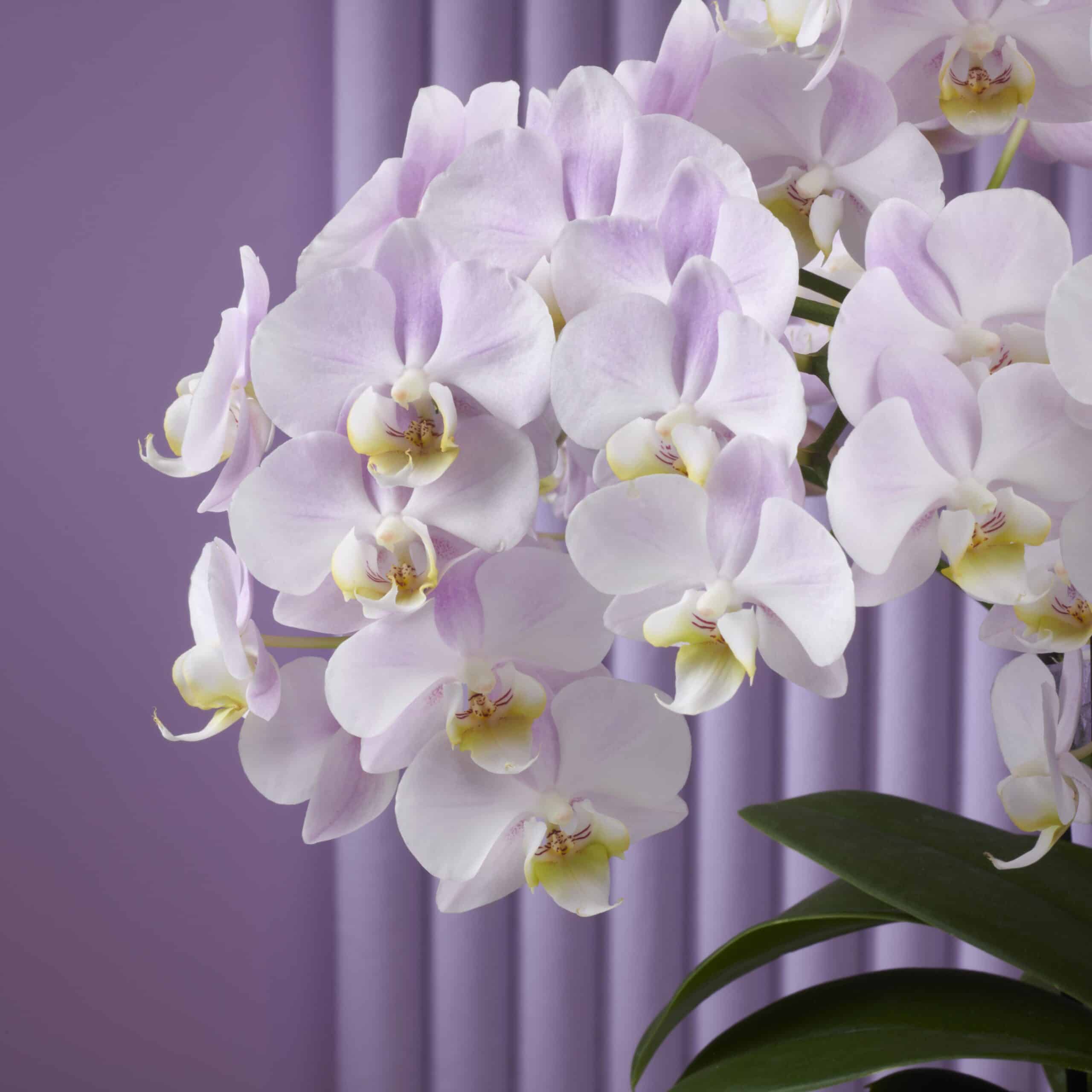 Gekleurde Orchidee - Bellissimo Angelo