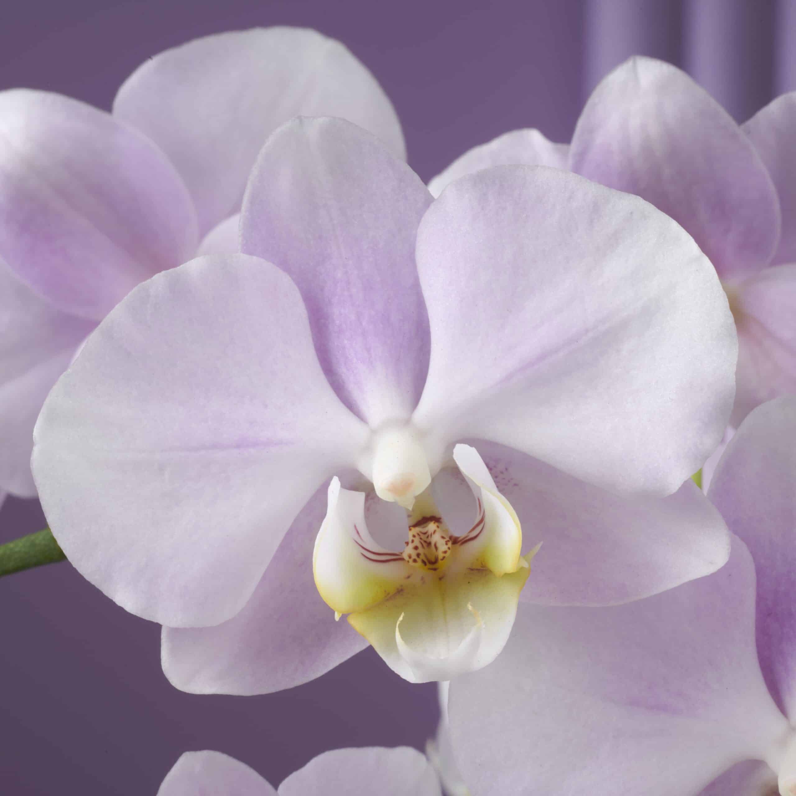 Gekleurde Orchidee - Bellissimo Angelo