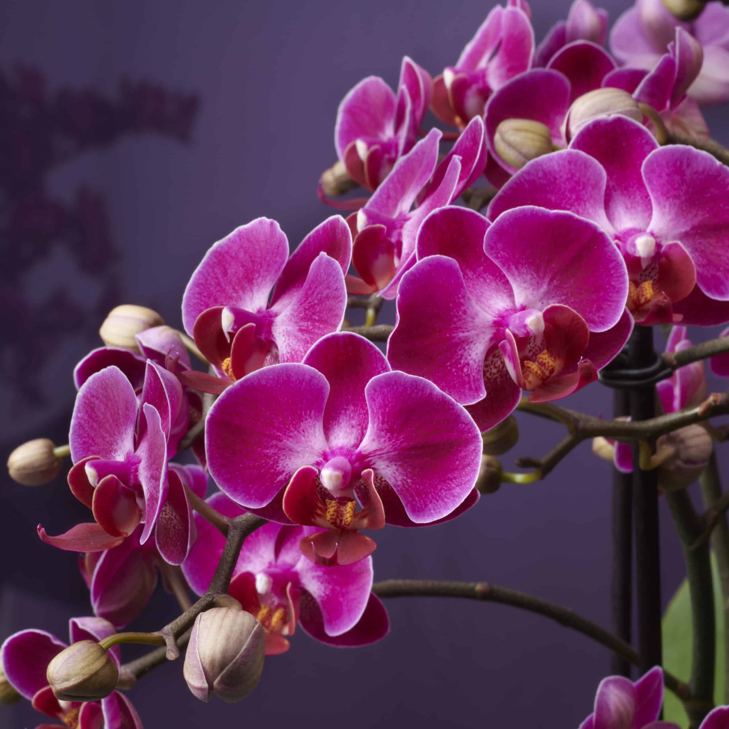 Colored Orchid - Bellisssimo Amore