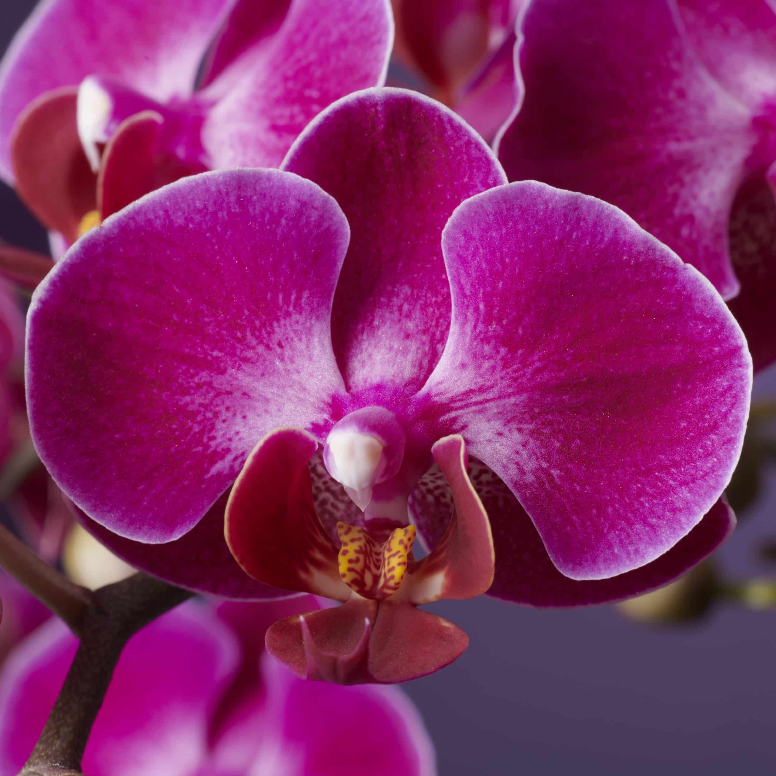 Colored Orchid - Bellisssimo Amore