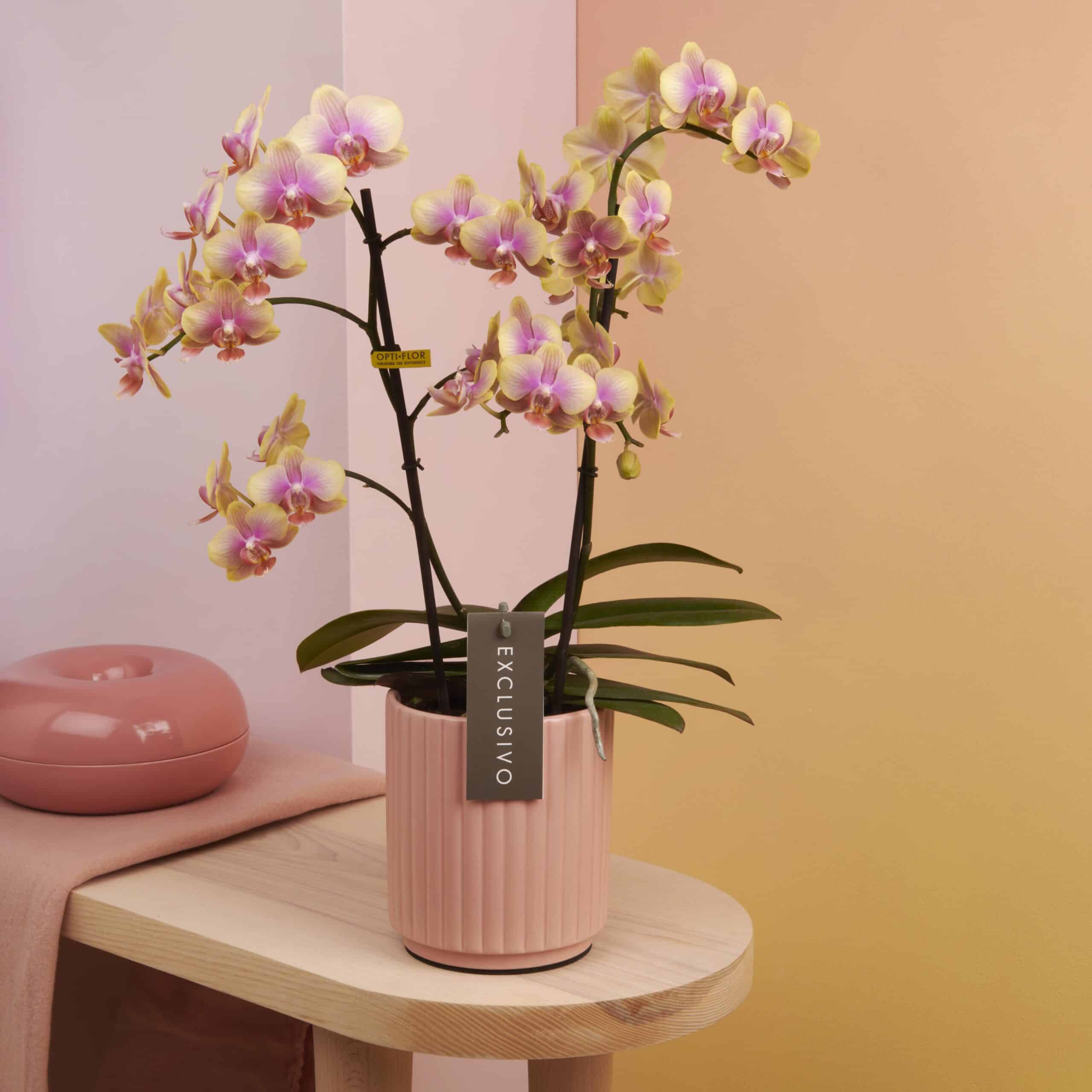 Gekleurde Orchidee - Belle Helene