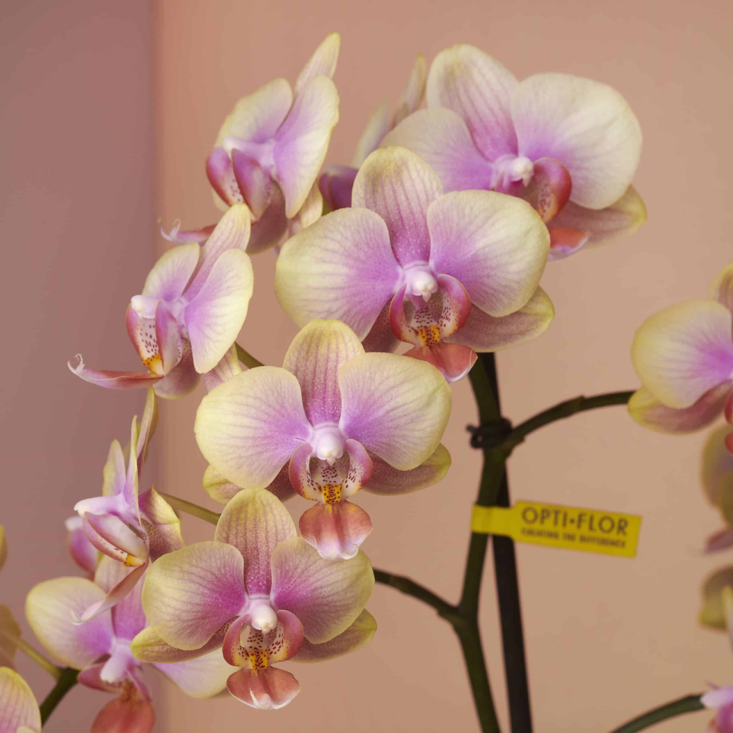 Gekleurde Orchidee - Belle Helene