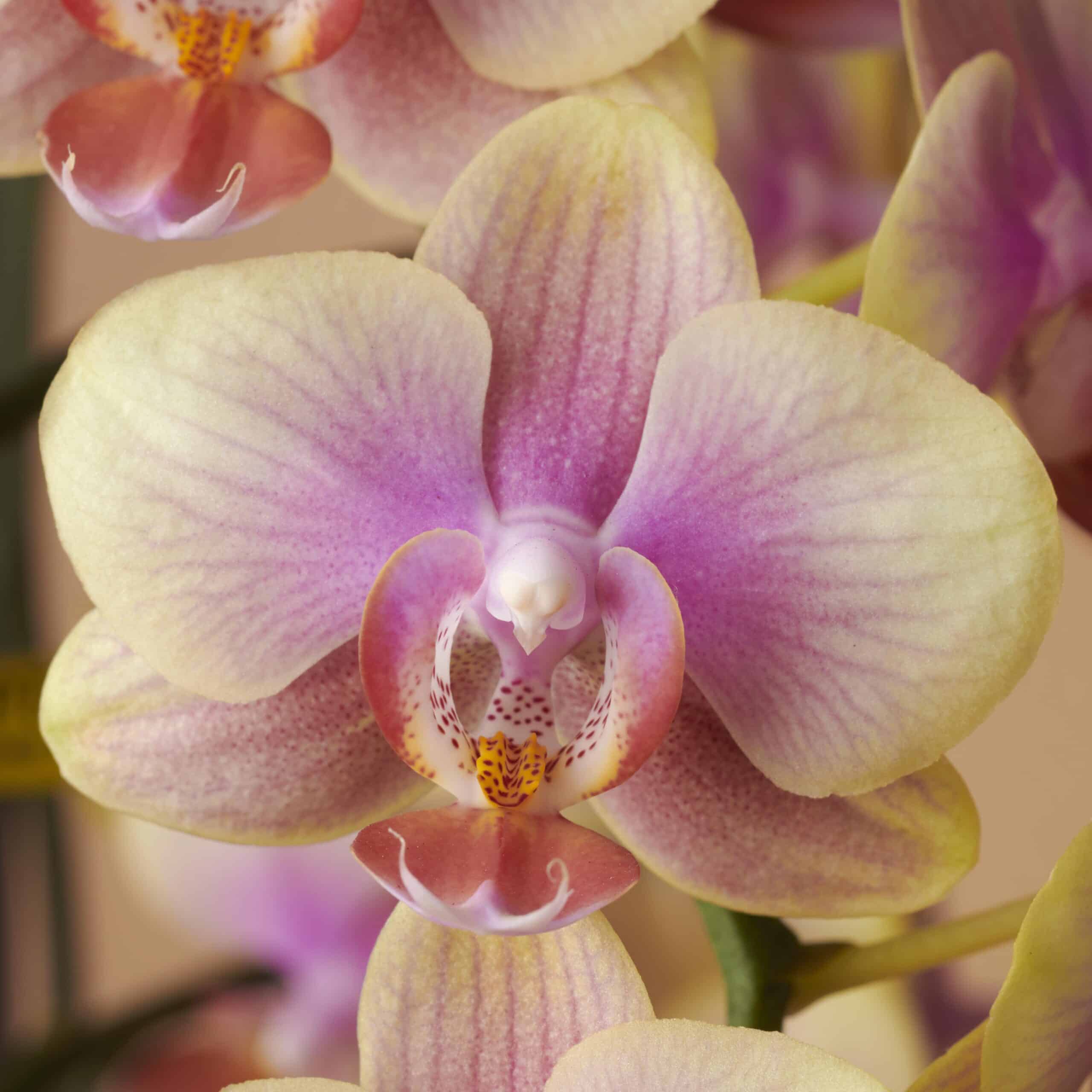 Gekleurde Orchidee - Belle Helene