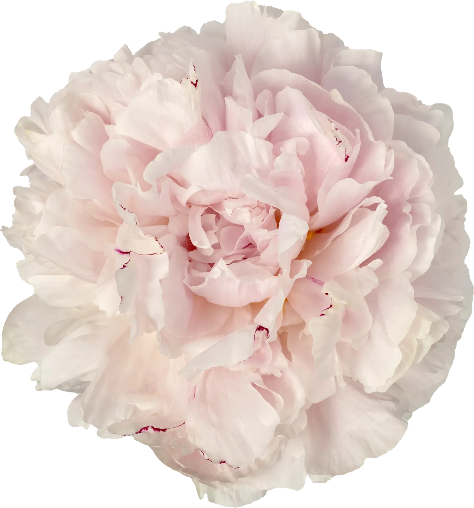 Choose your amount - Peony - Reine Hortense