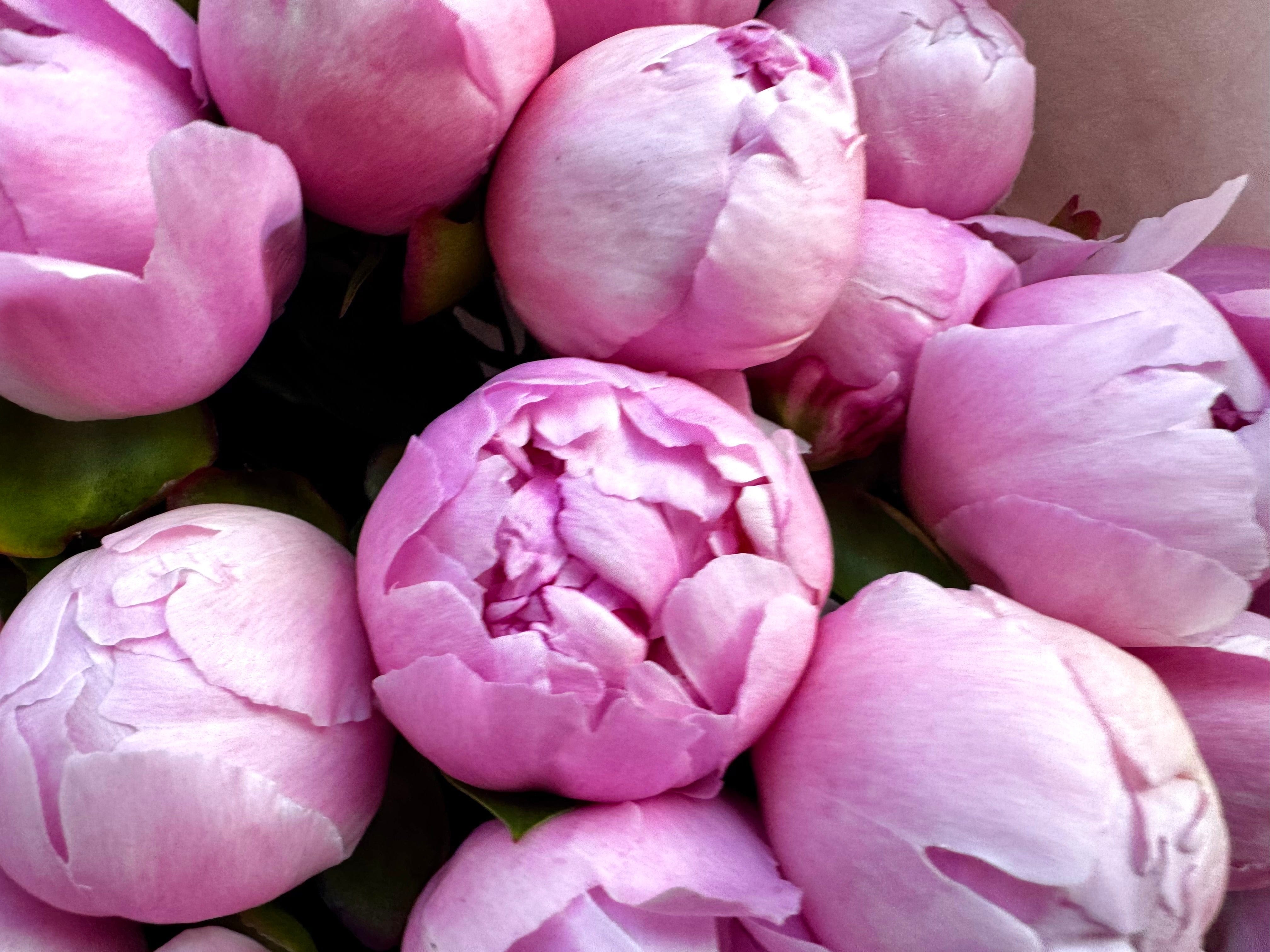 Choose your amount - Peony - Angel Cheeks