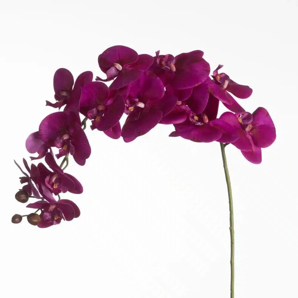 Phalaenopsis - Purple