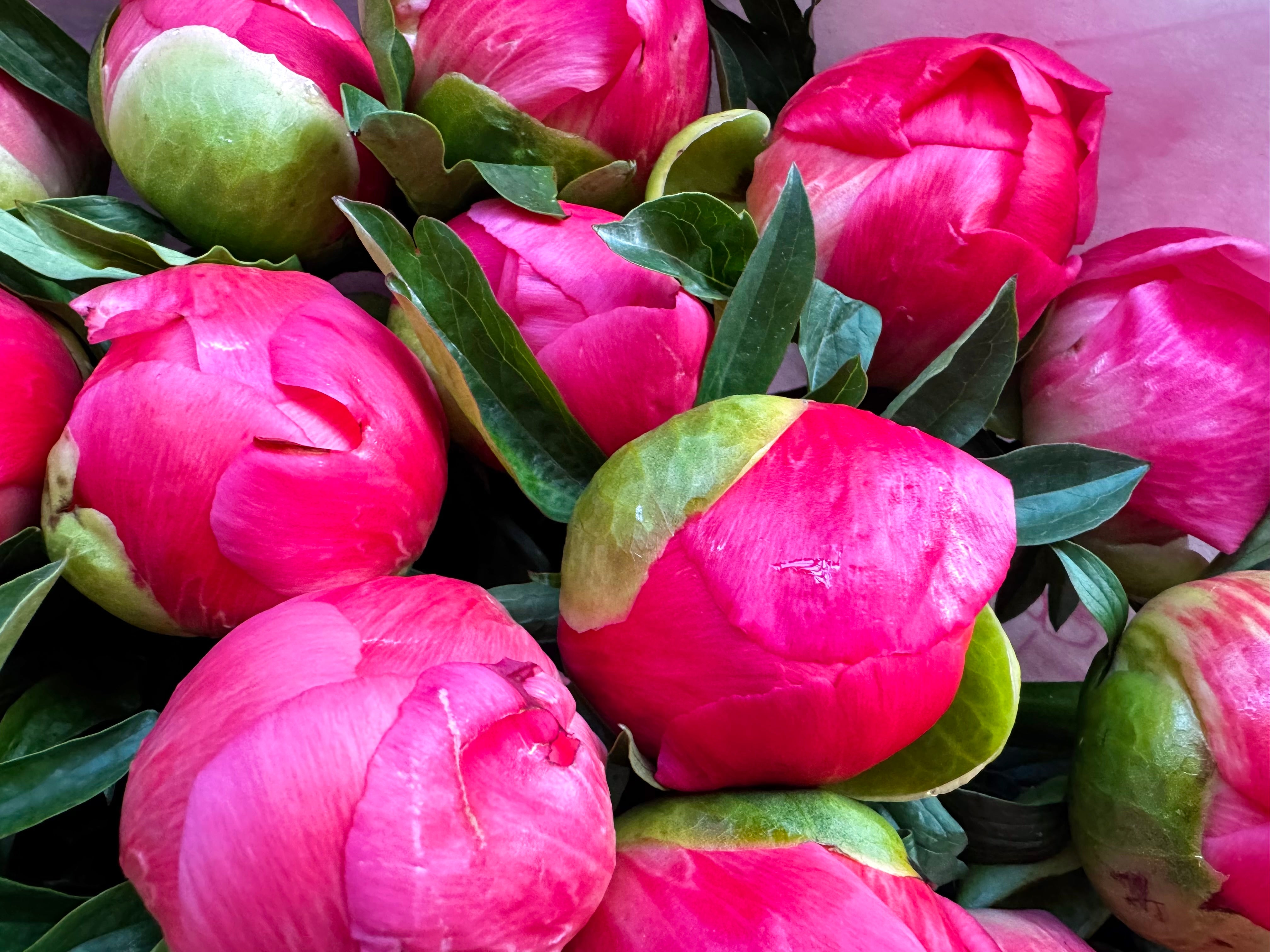 Choose your amount - Peony - Coral Sunset