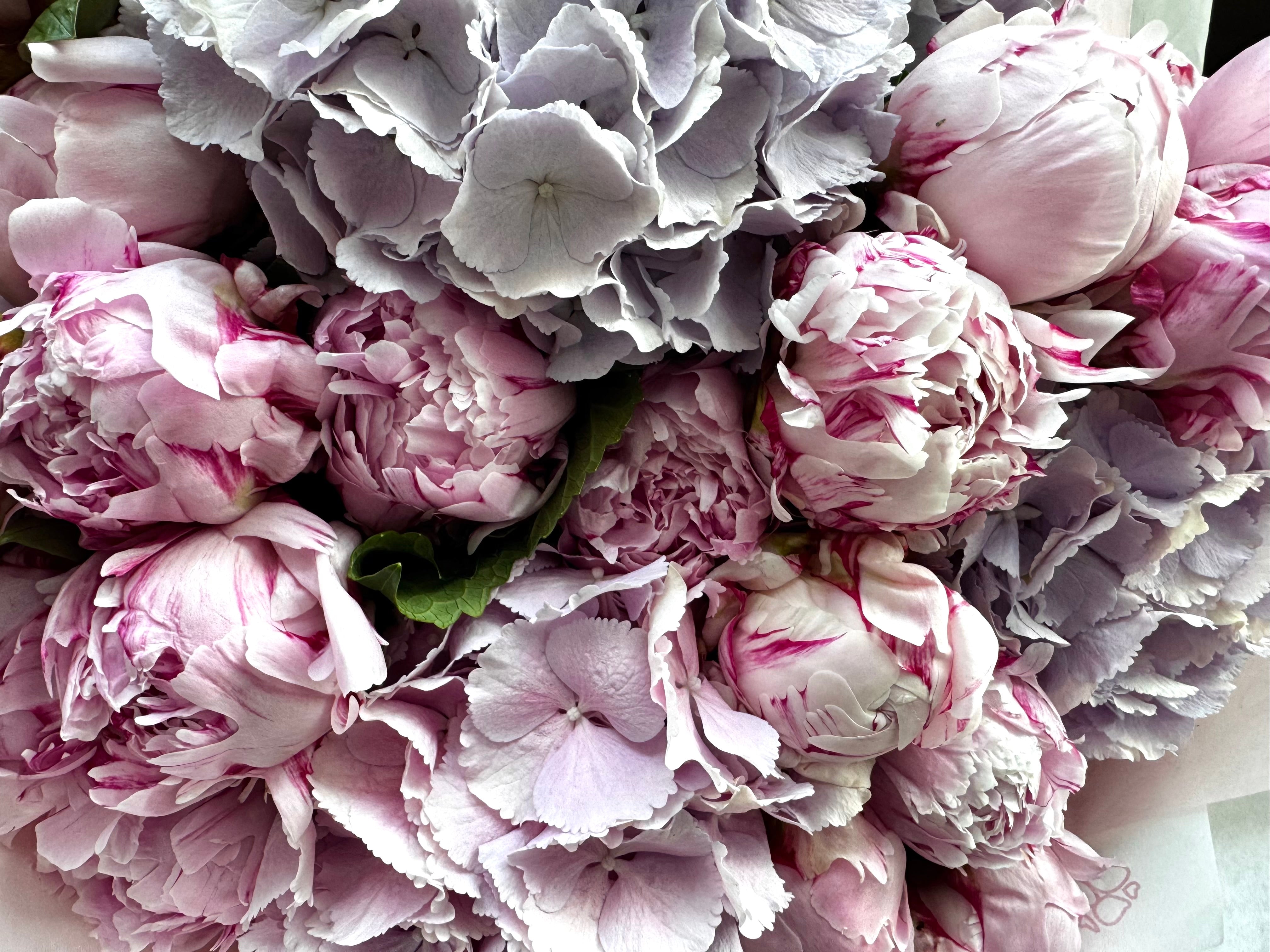 Peony fairytale dream - TikTok favorites