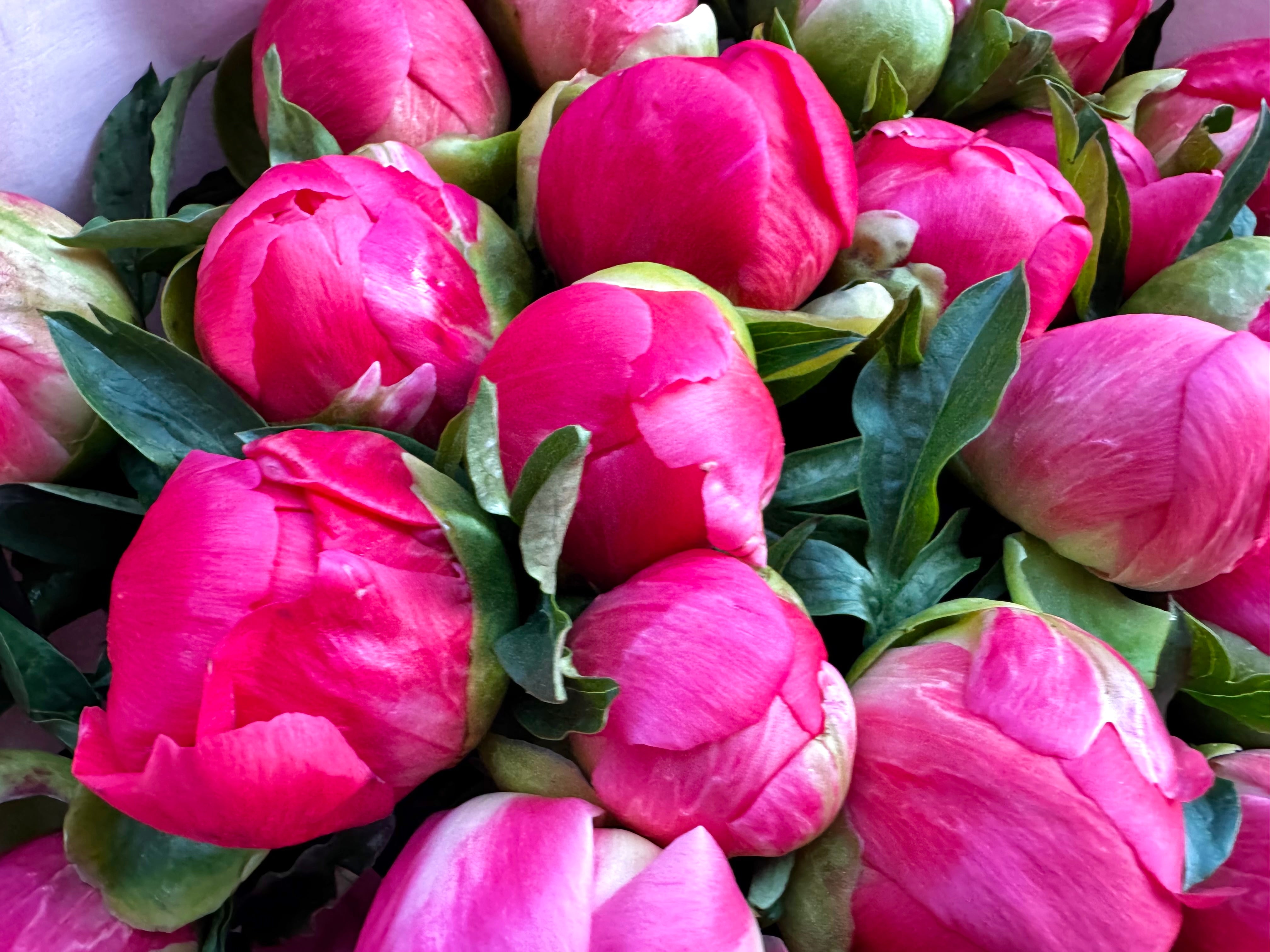 Choose your amount - Peony - Coral Sunset