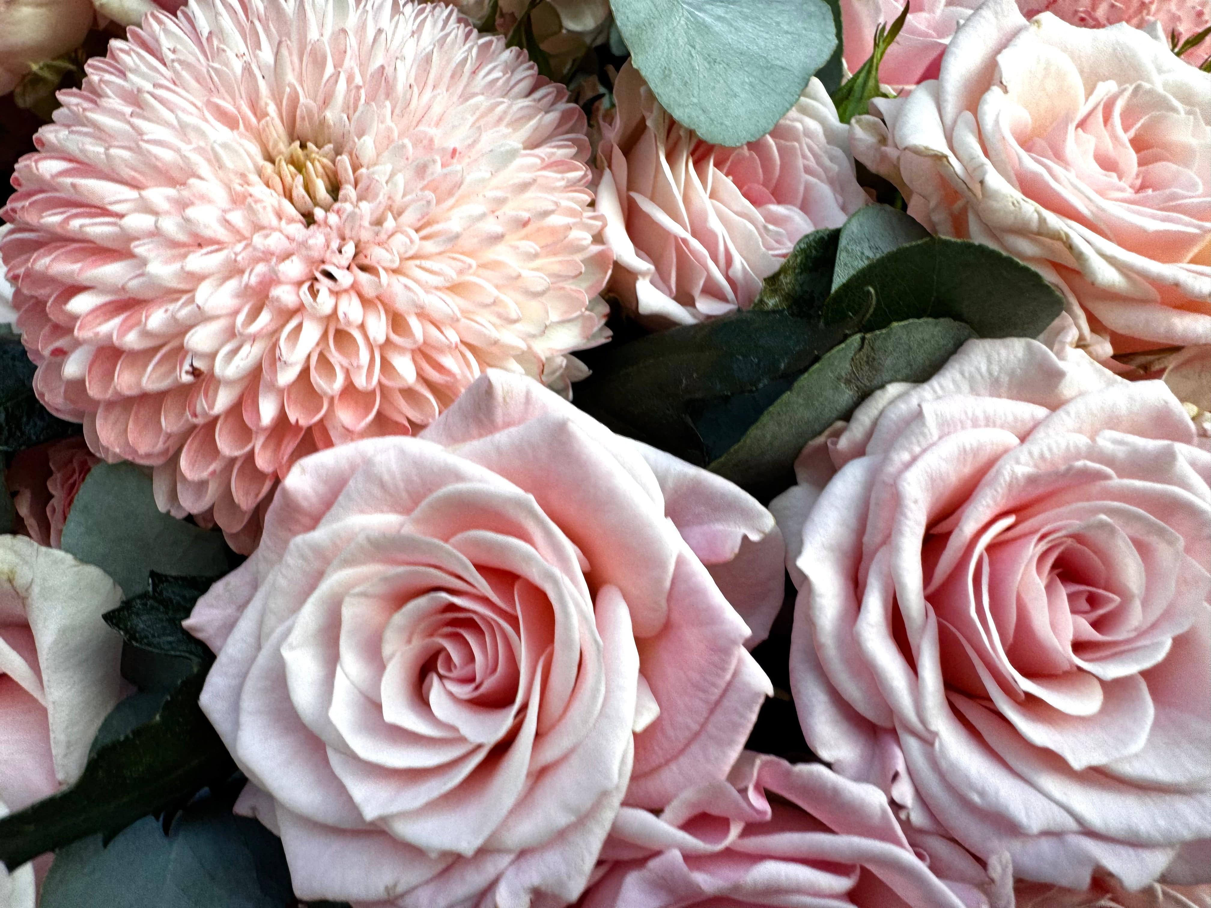 Blushing Love - TikTok Favorites