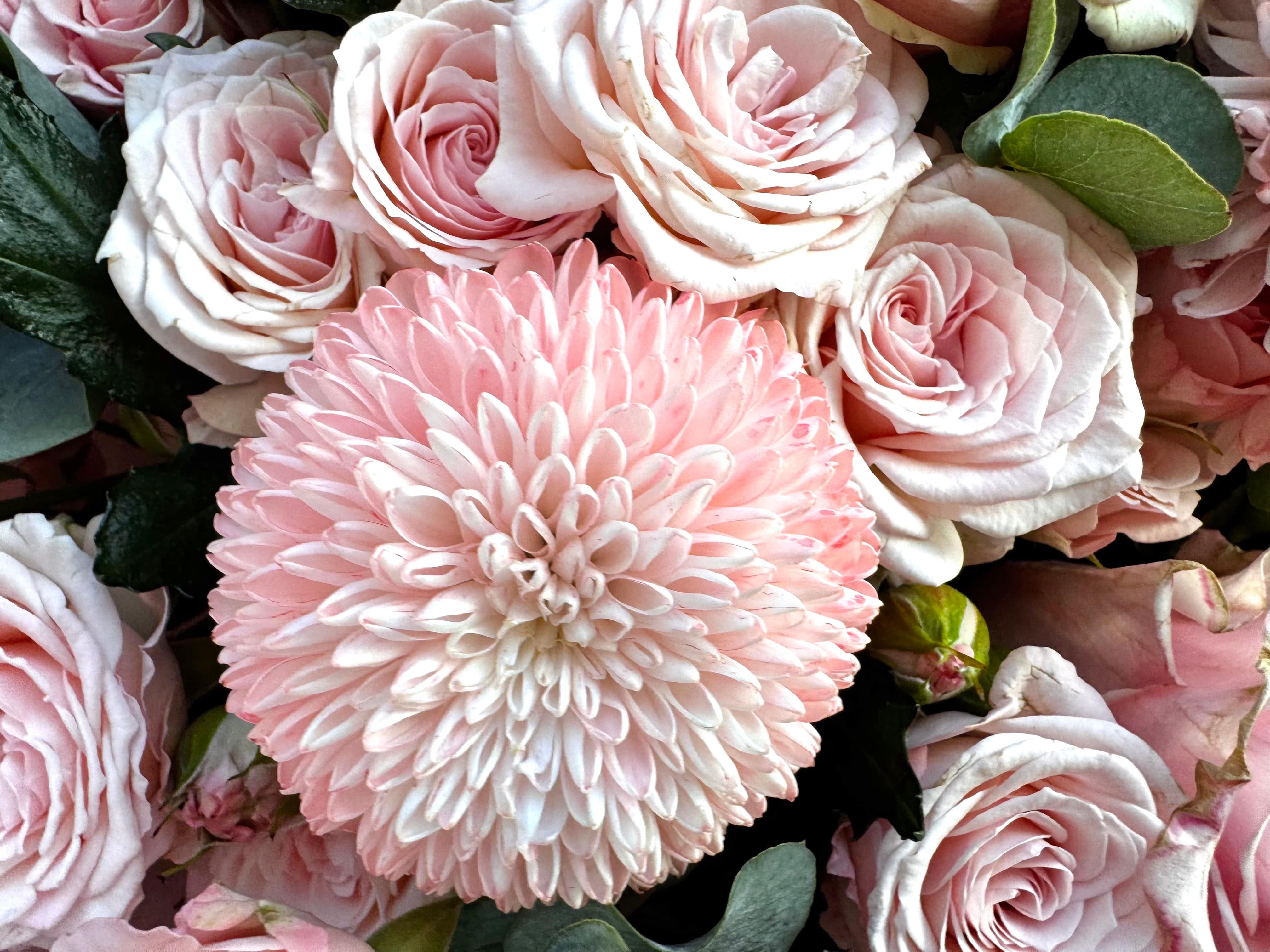 Blushing Love - TikTok Favorites