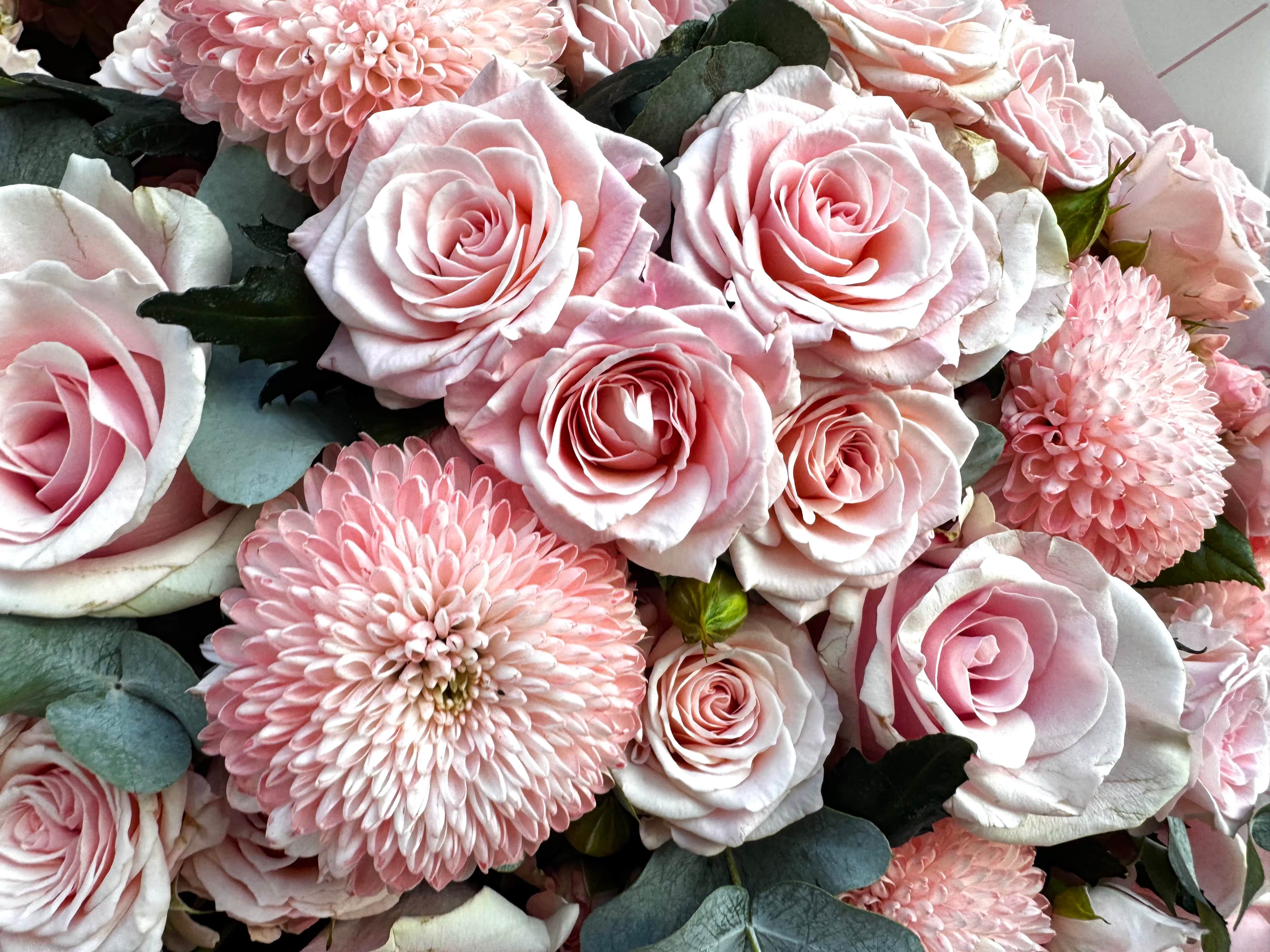 Blushing Love - TikTok Favorites