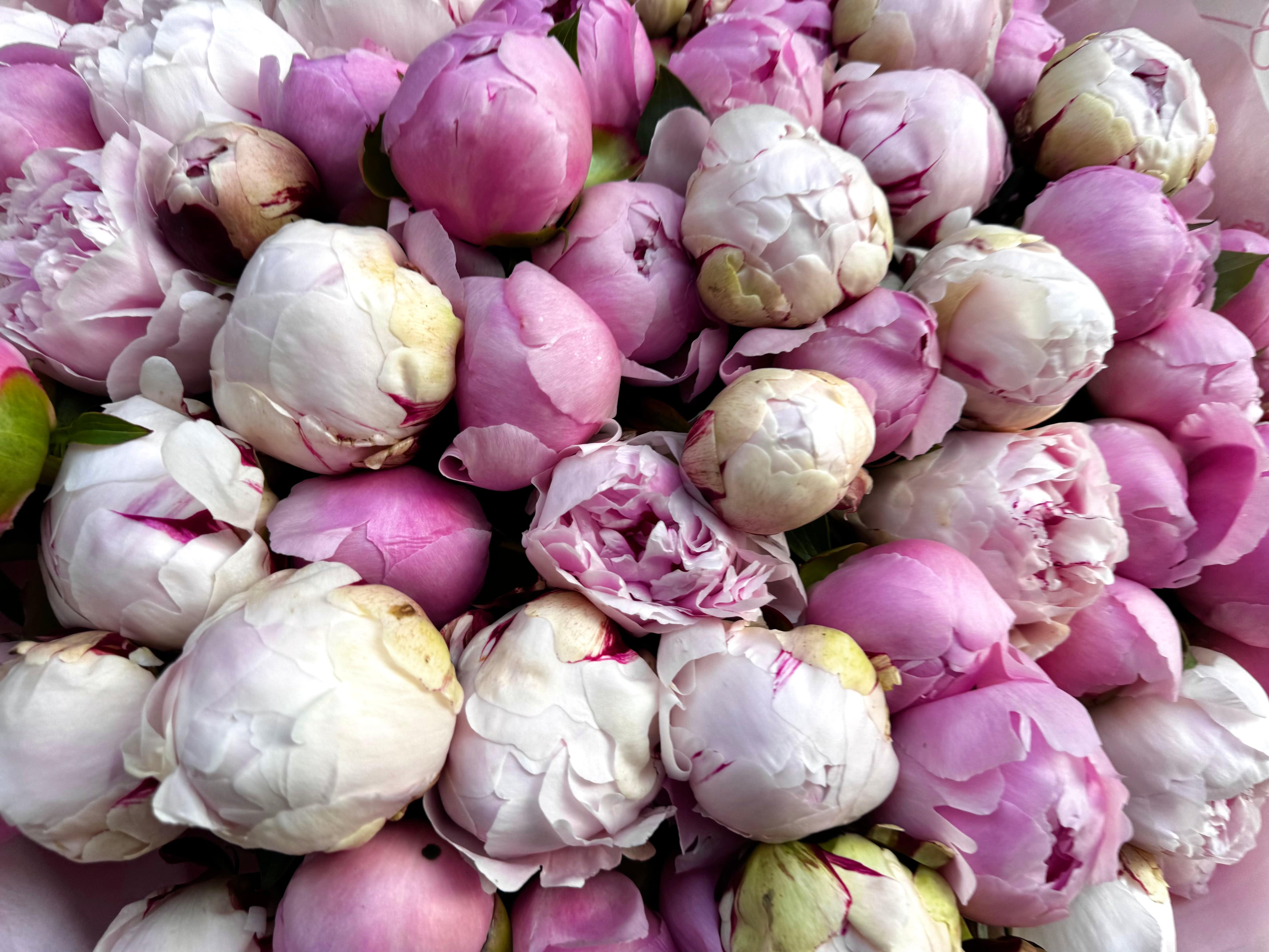 Big Pink Peony Melange - TikTok Favorites