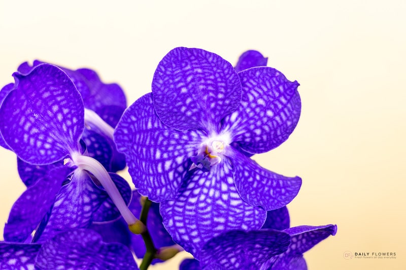 Luxurious flowers Blue vanda flower