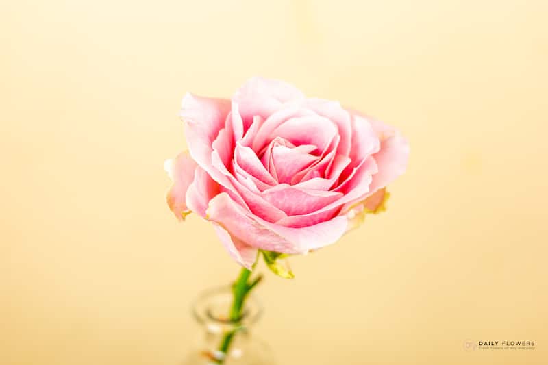 Pink Avalanche rose