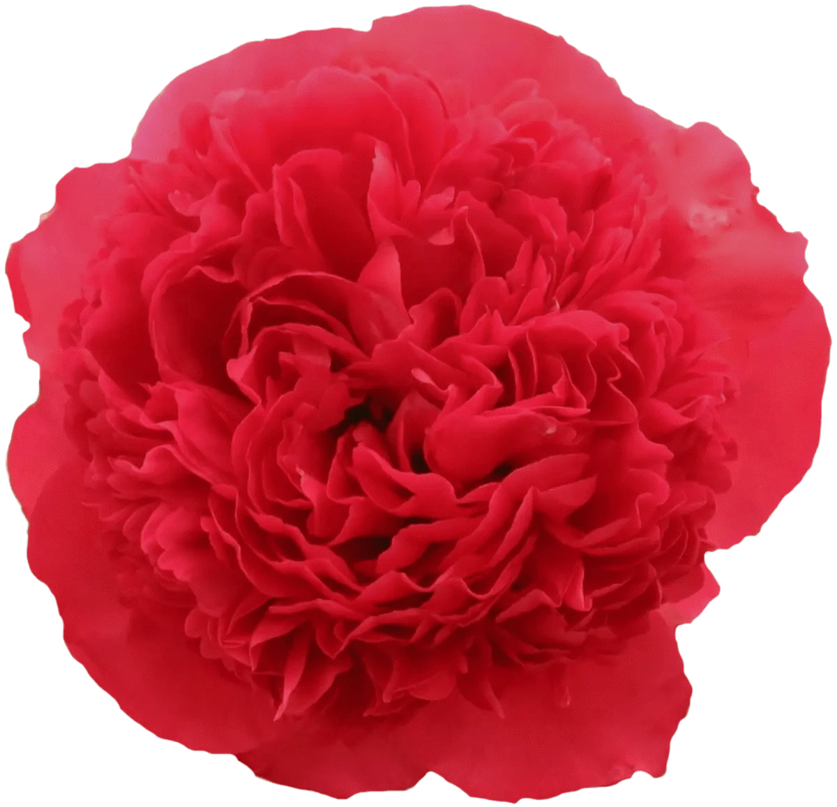 Command Performance Peony - Choose Your Amount