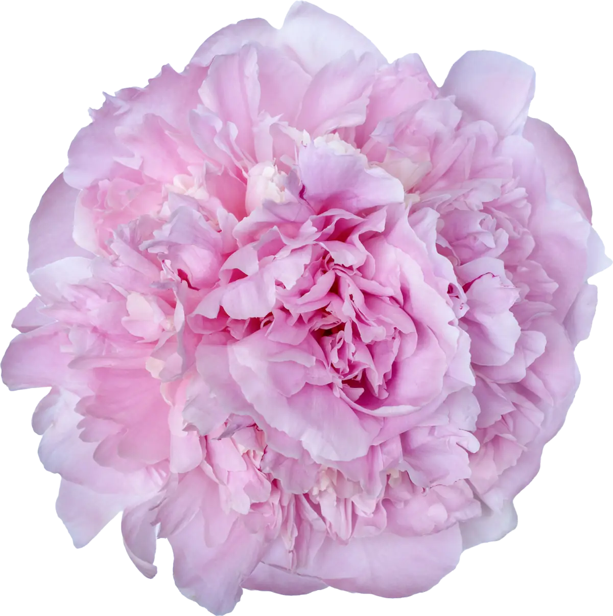 Choose your amount - Peony - Angel Cheeks