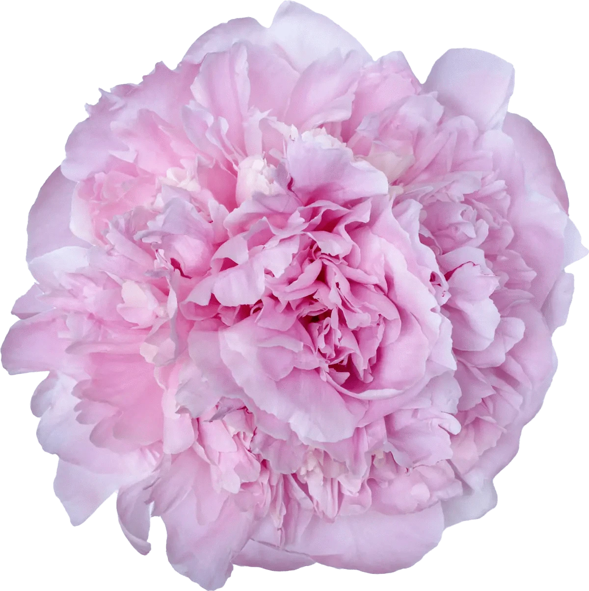 Choose your amount - Peony - Angel Cheeks