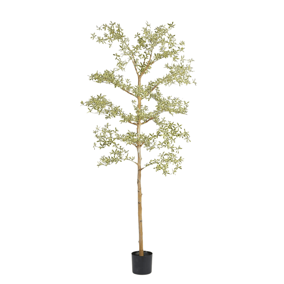 Artificial Bucida Set - Medium