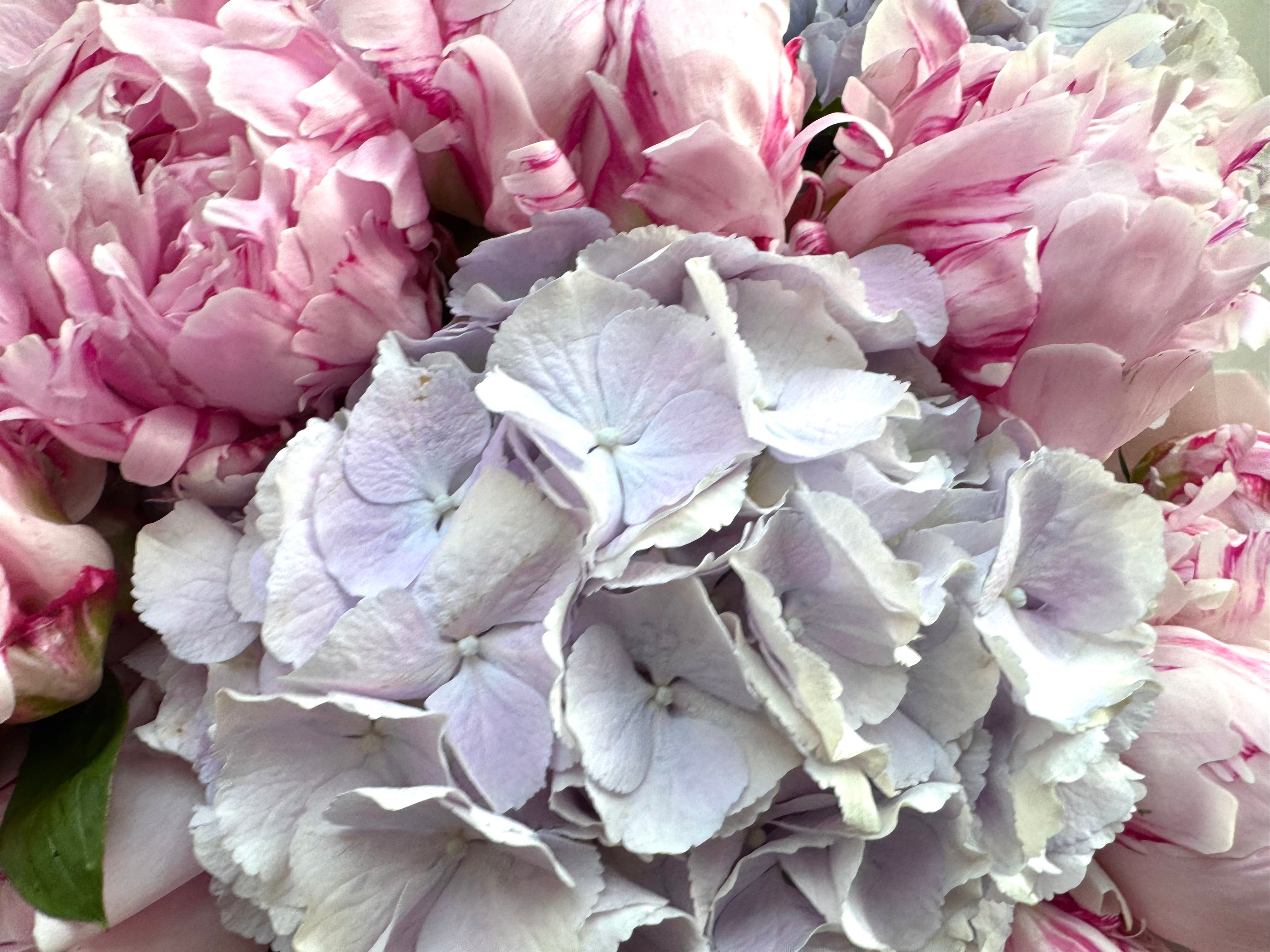 Peony fairytale dream - TikTok favorites