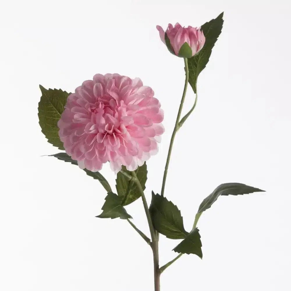 Dahlia - Pink