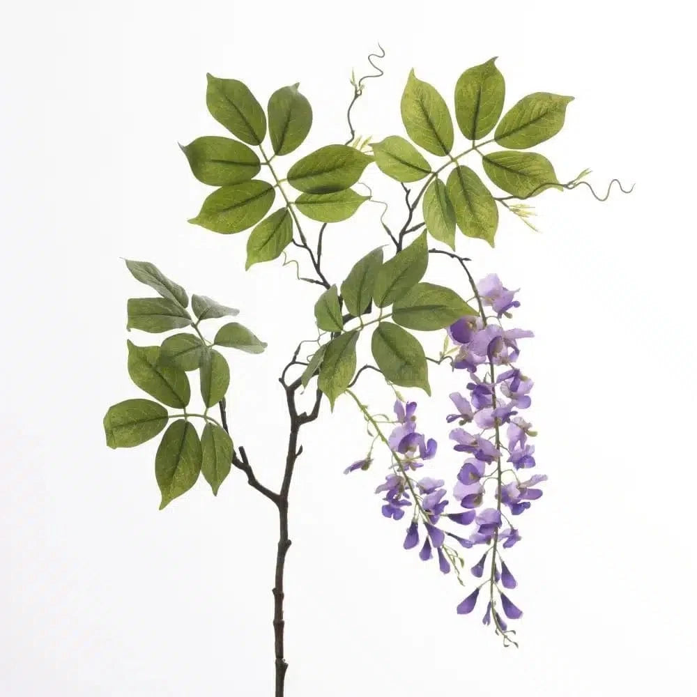Wisteria – Paars