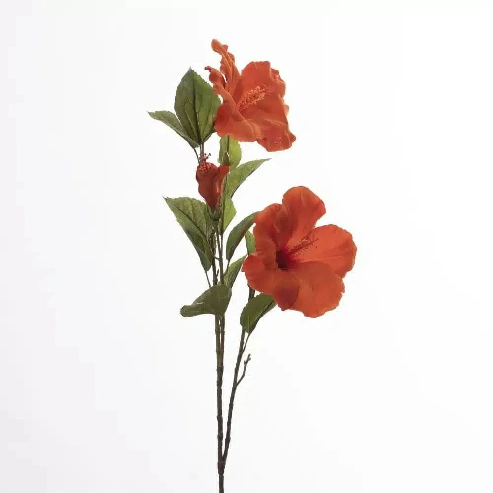 Hibiscus - Orange
