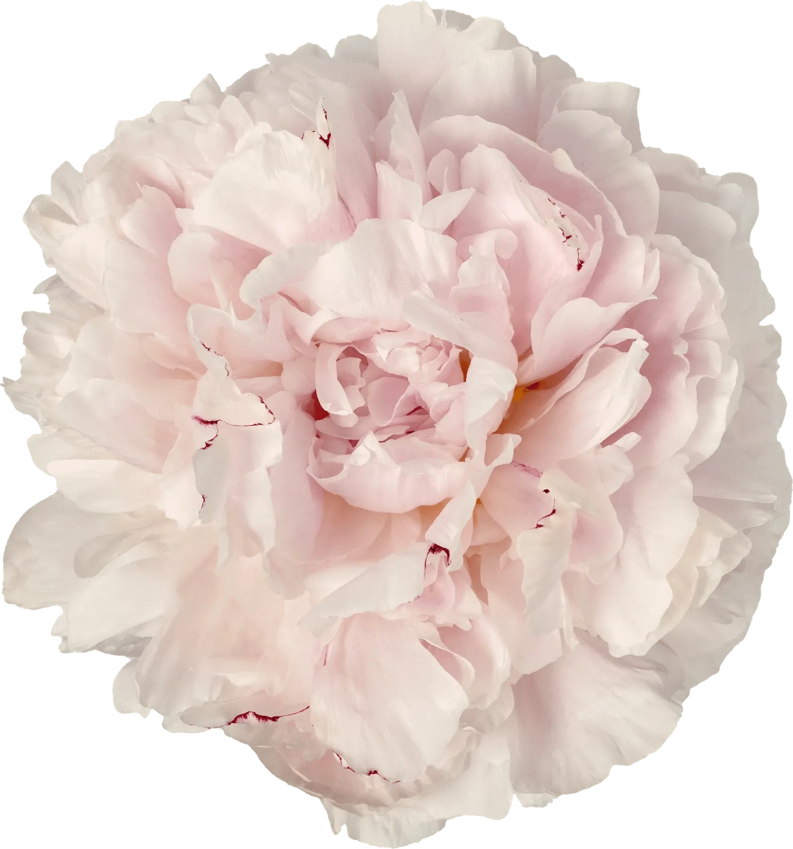 Big Pink Peony Melange - TikTok Favorites