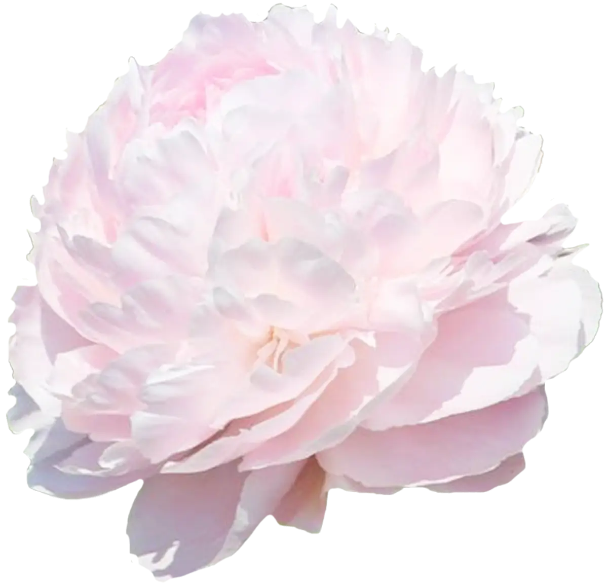 Choose your amount - Peony - Pillow Talk