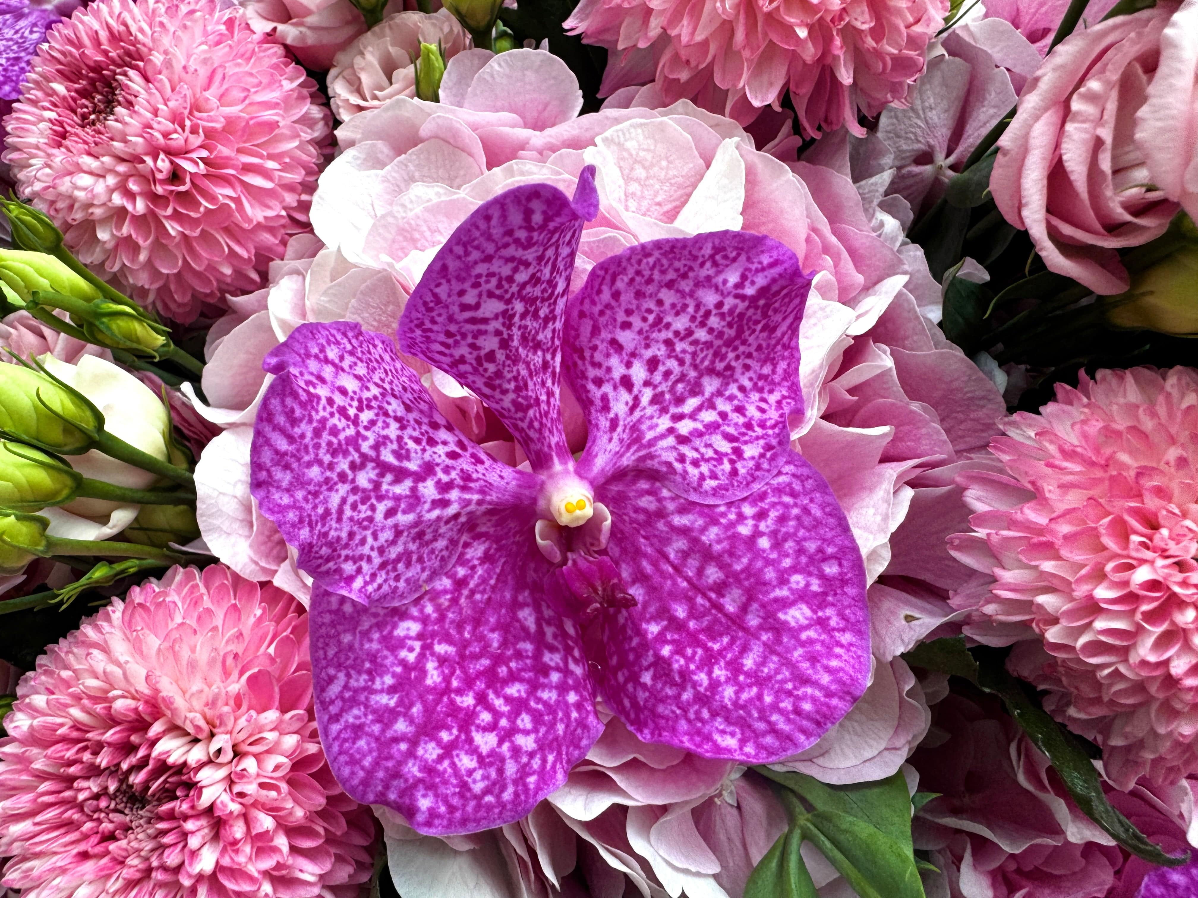 Pink Sugar Dream - TikTok favorites
