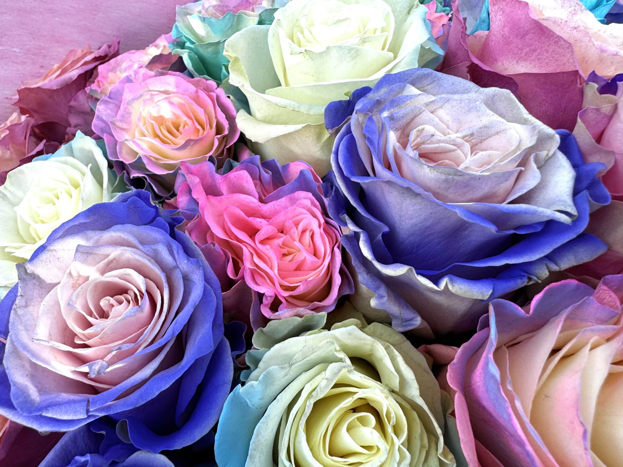 Colored roses bouquet