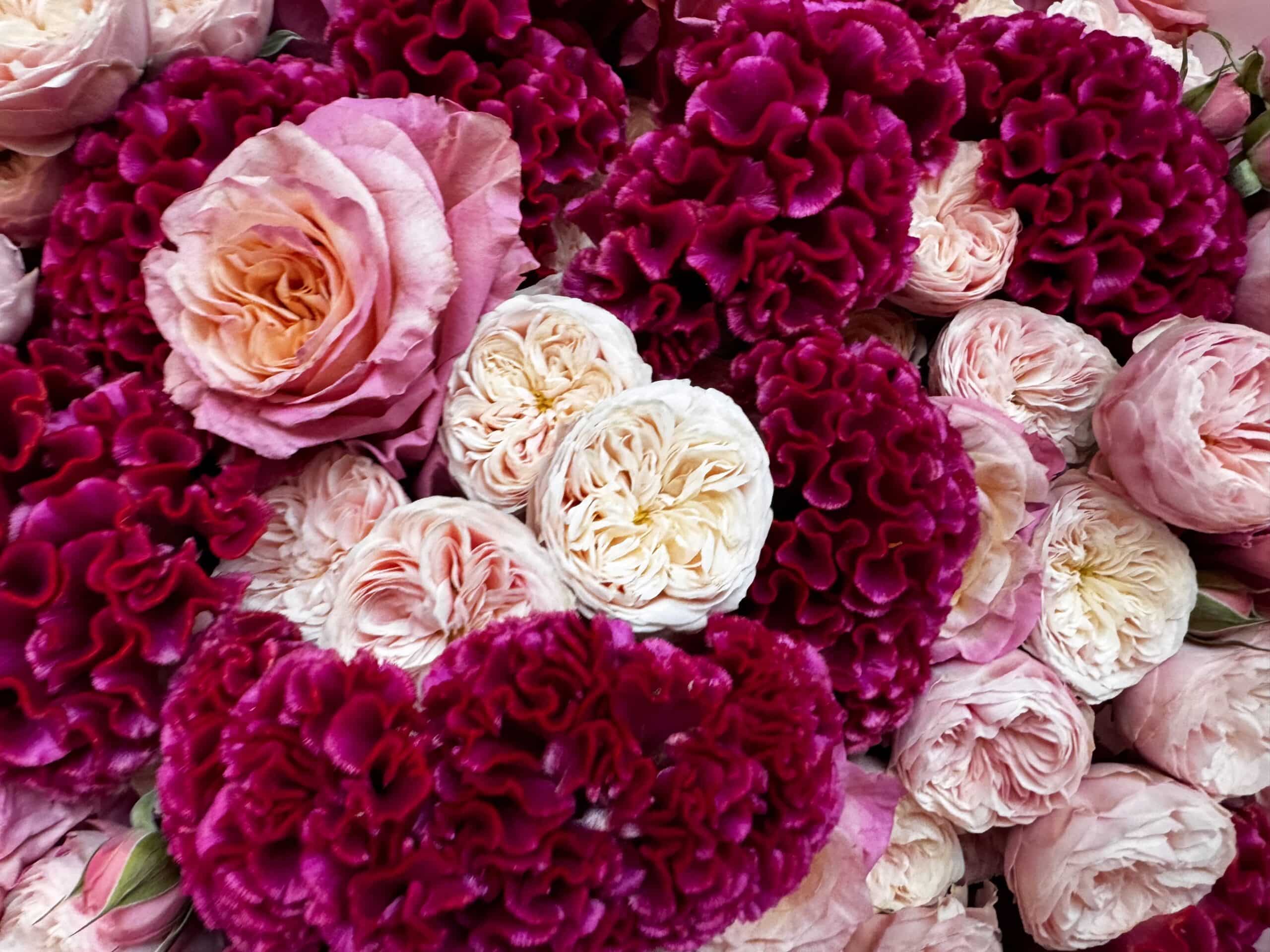 Pink Manhattan Magic - TikTok Favorites