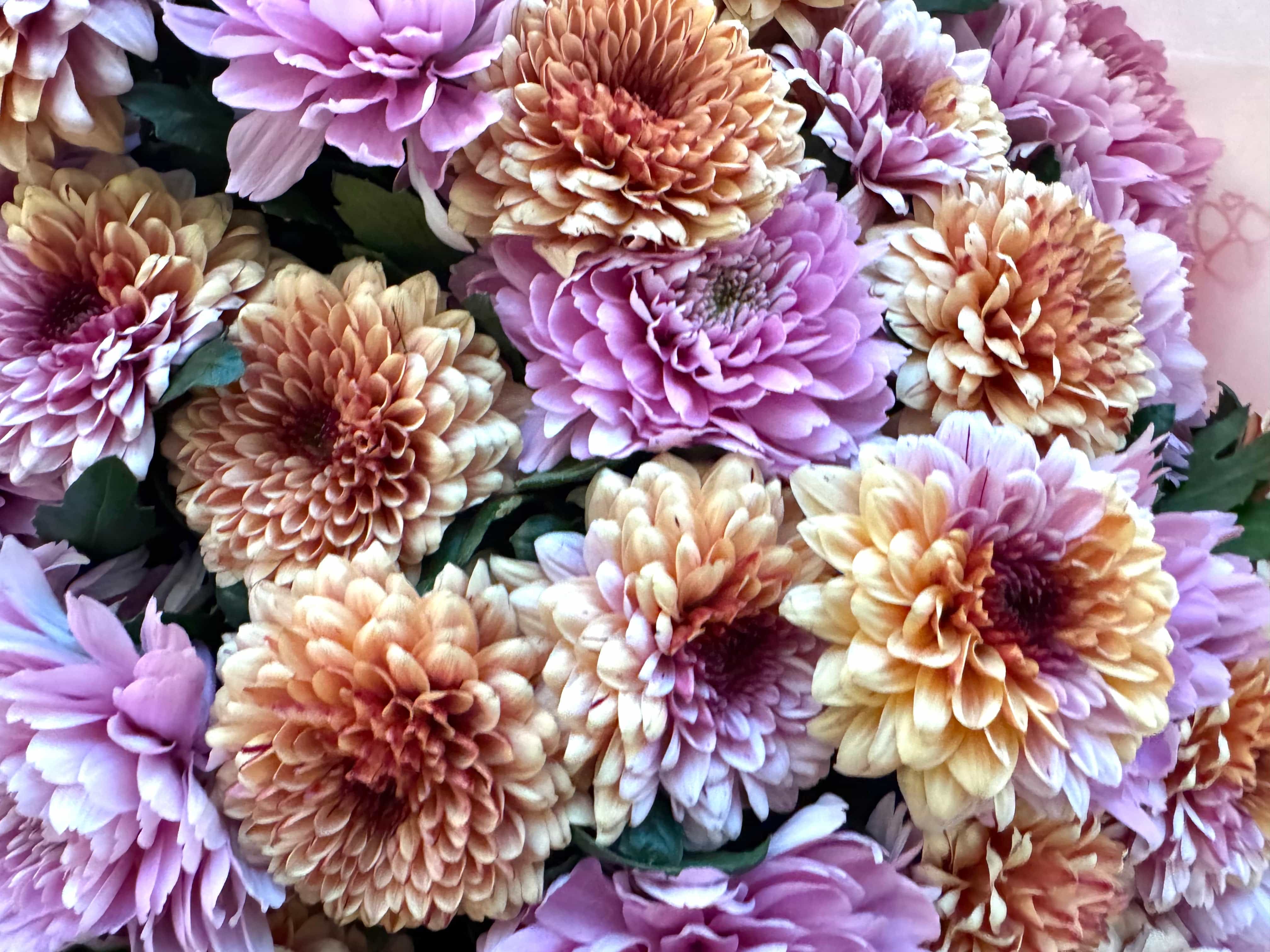 Magical Chrysanthemum Dream - TikTok Favorites