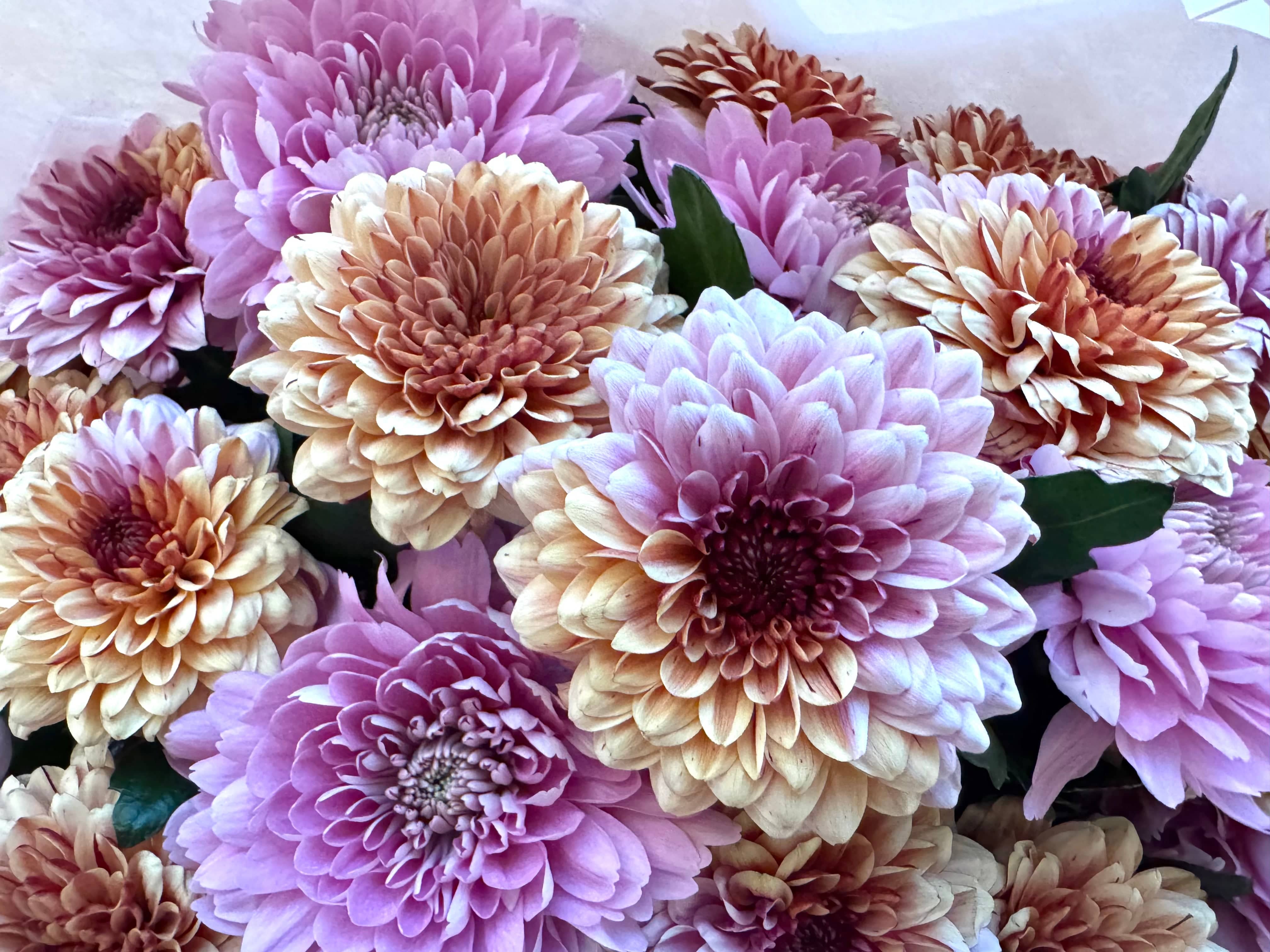 Magical Chrysanthemum Dream - TikTok Favorites