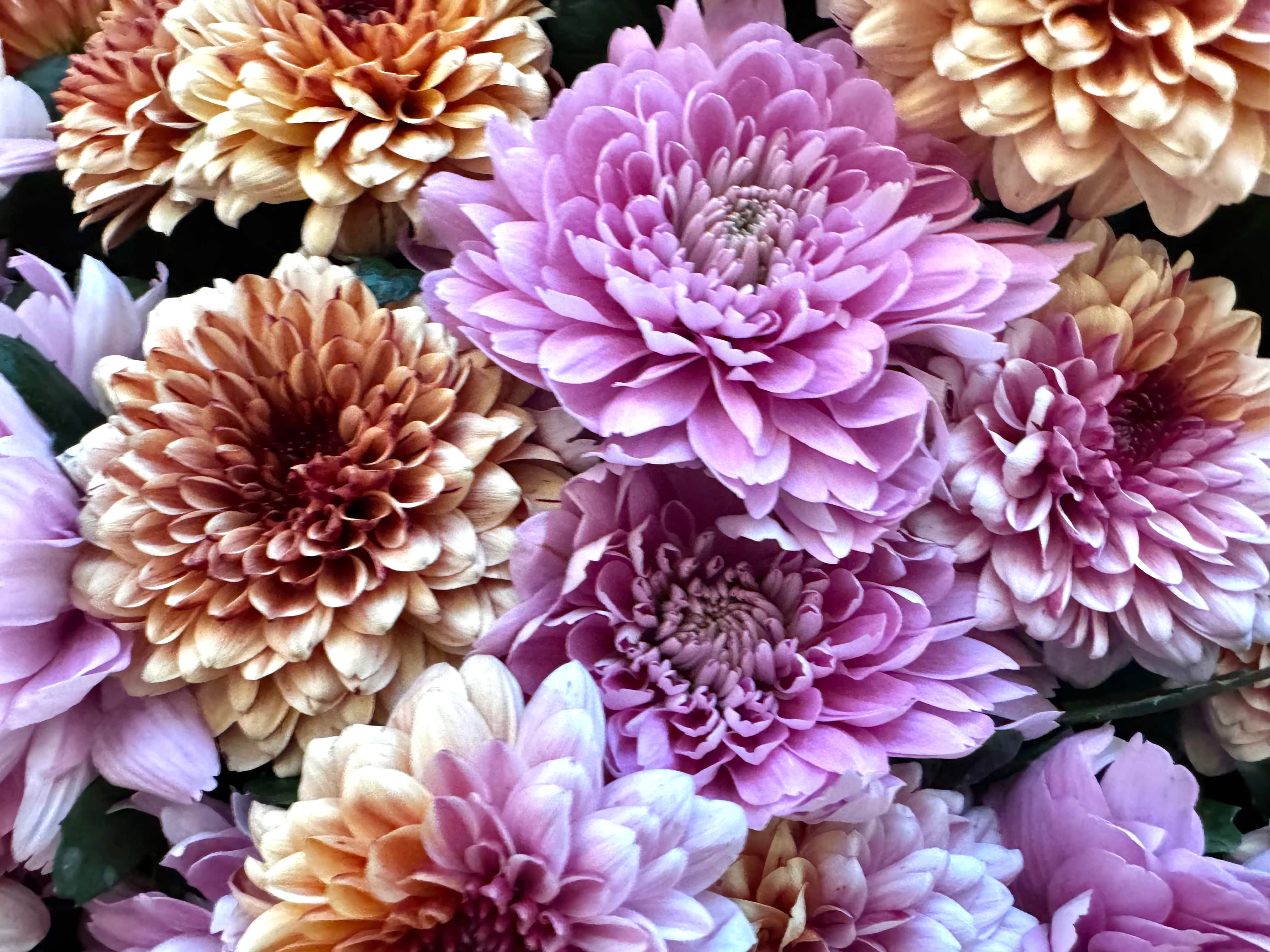Magical Chrysanthemum Dream - TikTok Favorites