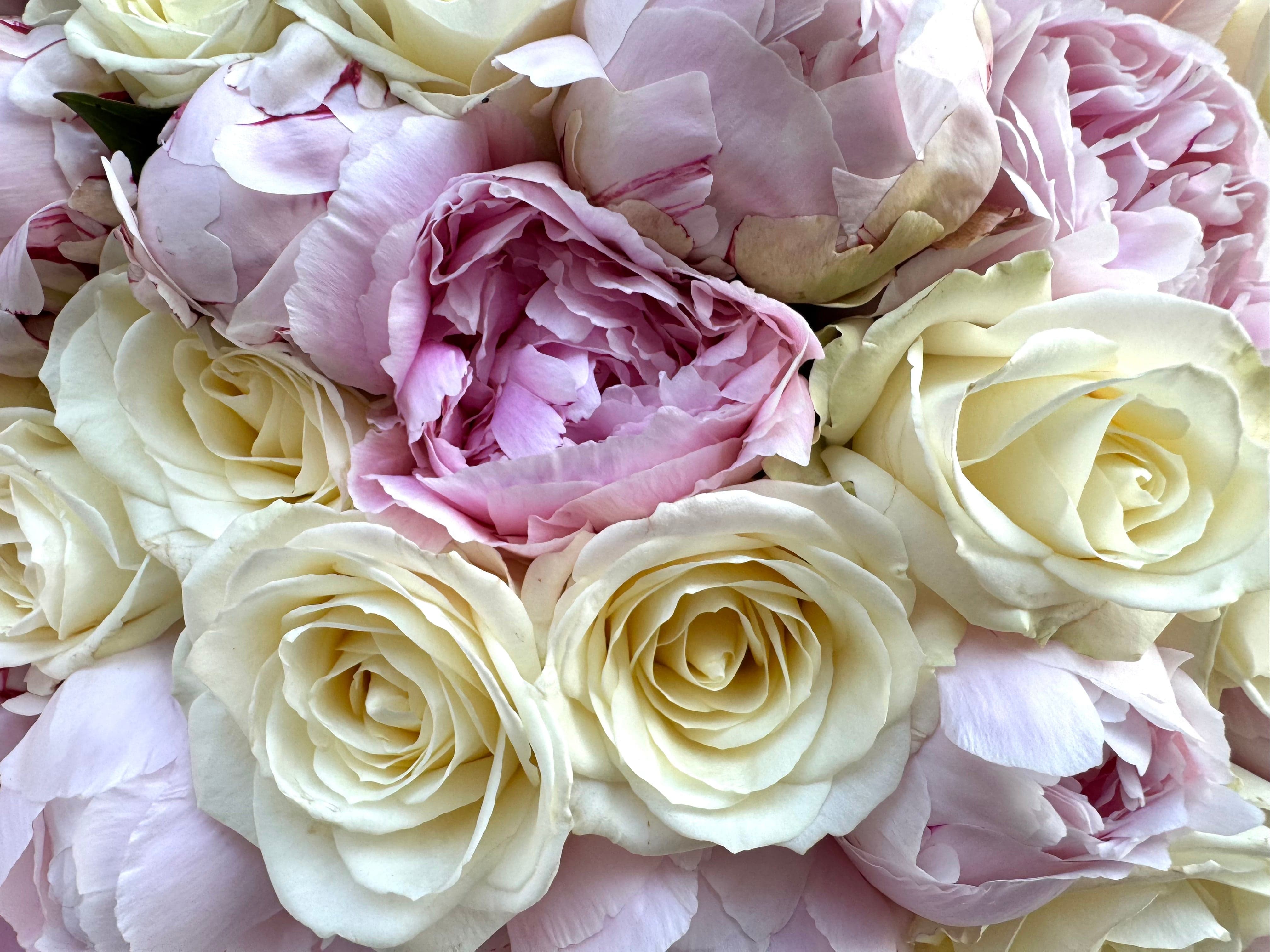 Peony Vanilla Dream