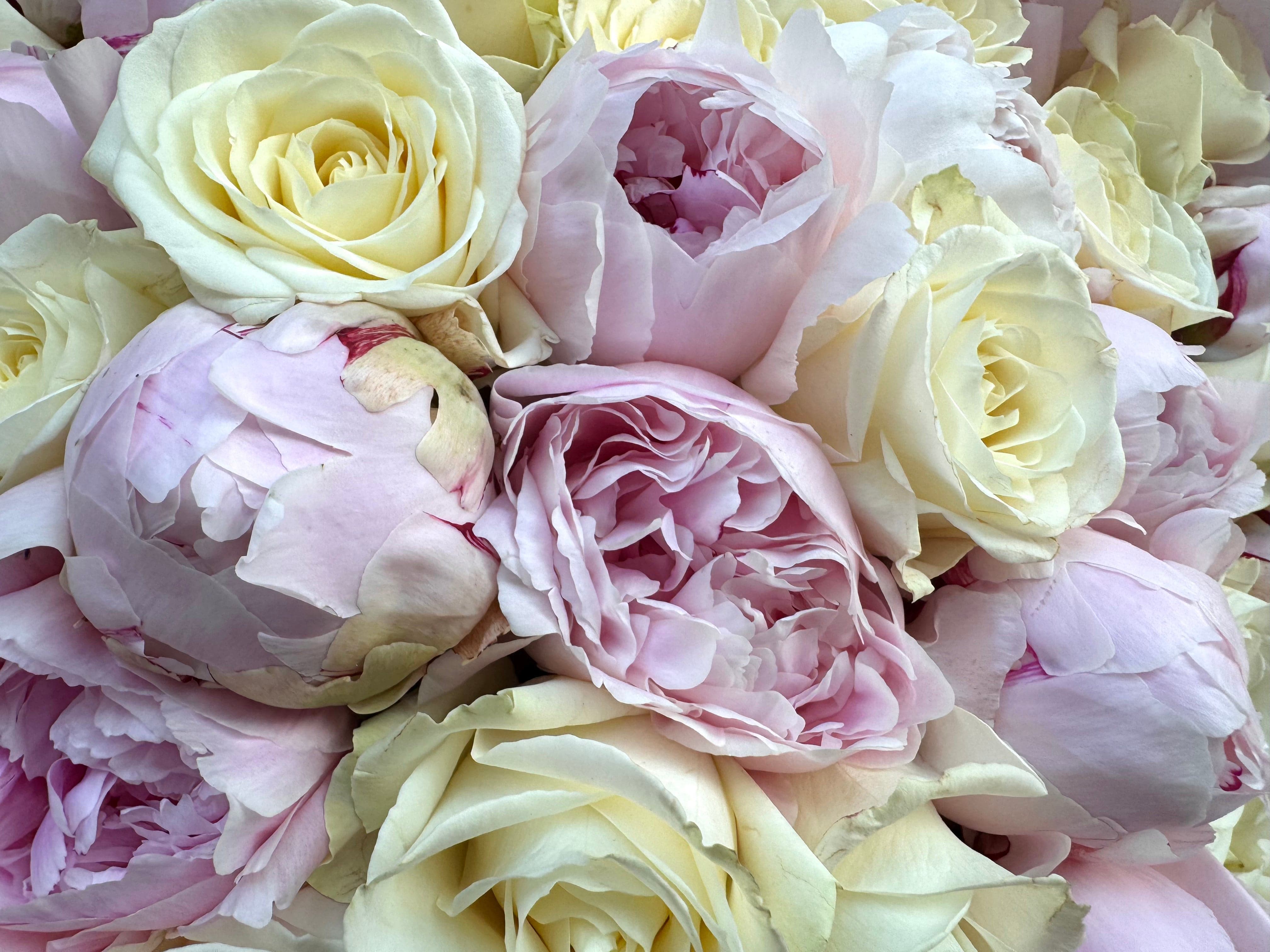 Peony Vanilla Dream